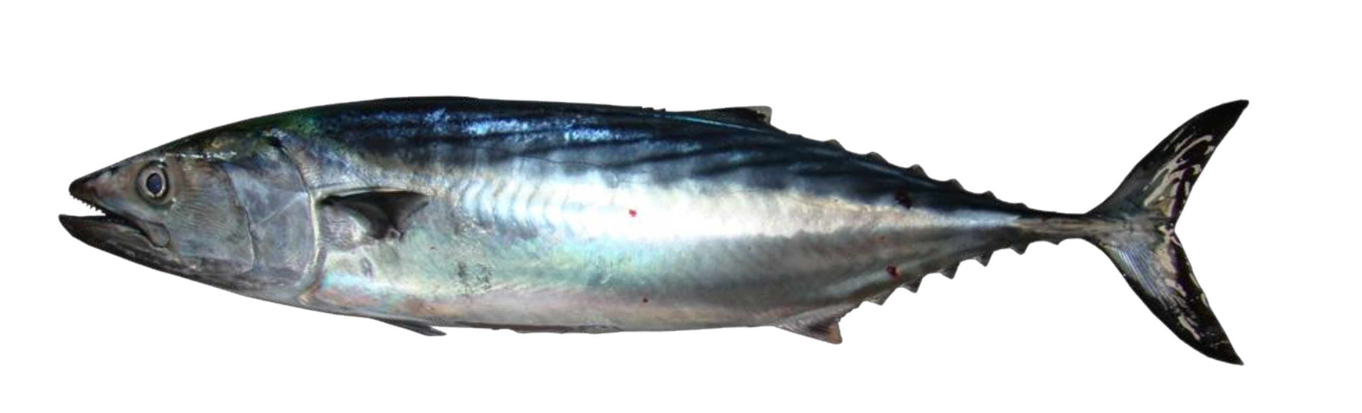 Animals 12 00024 g001 Animals 12 00024 g001