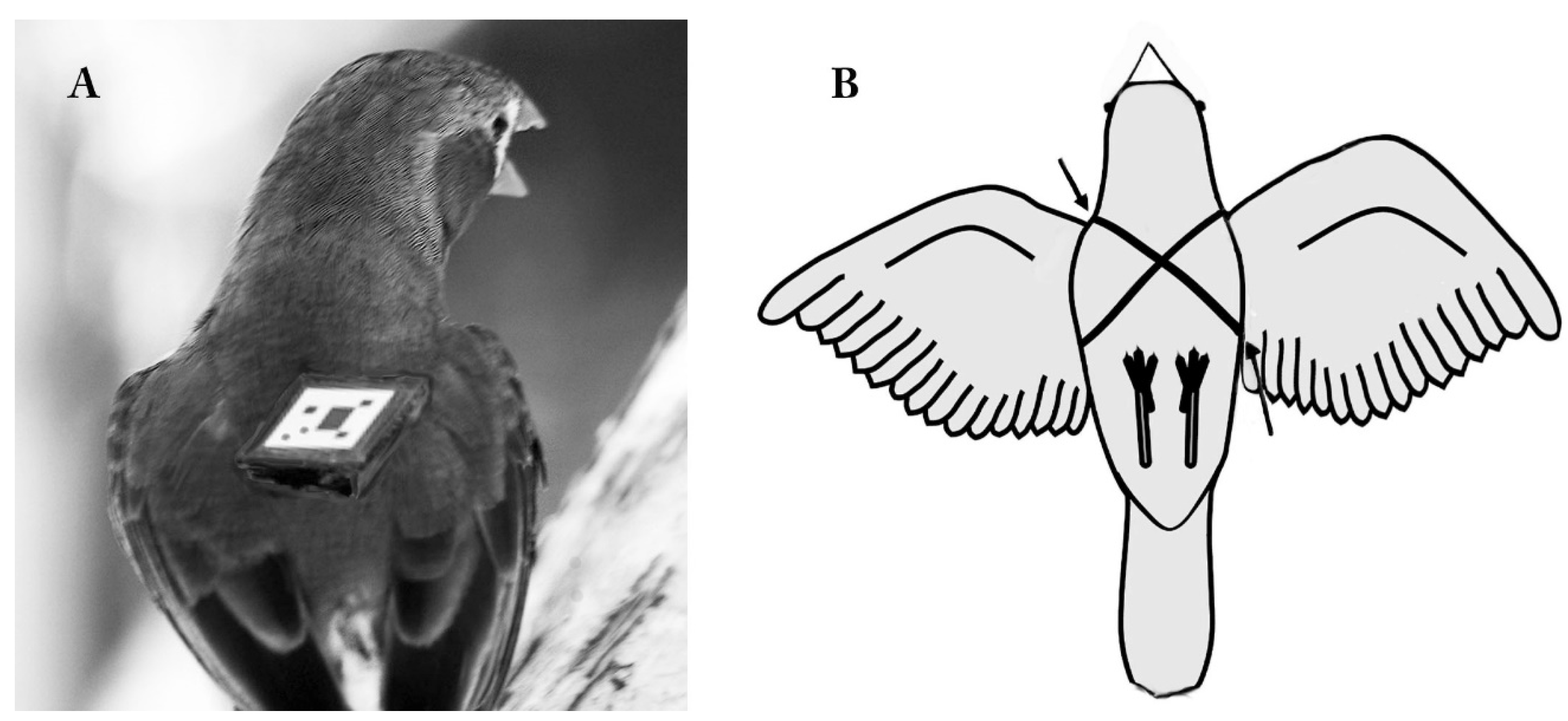 Animals 12 00031 g003 Animals 12 00031 g003