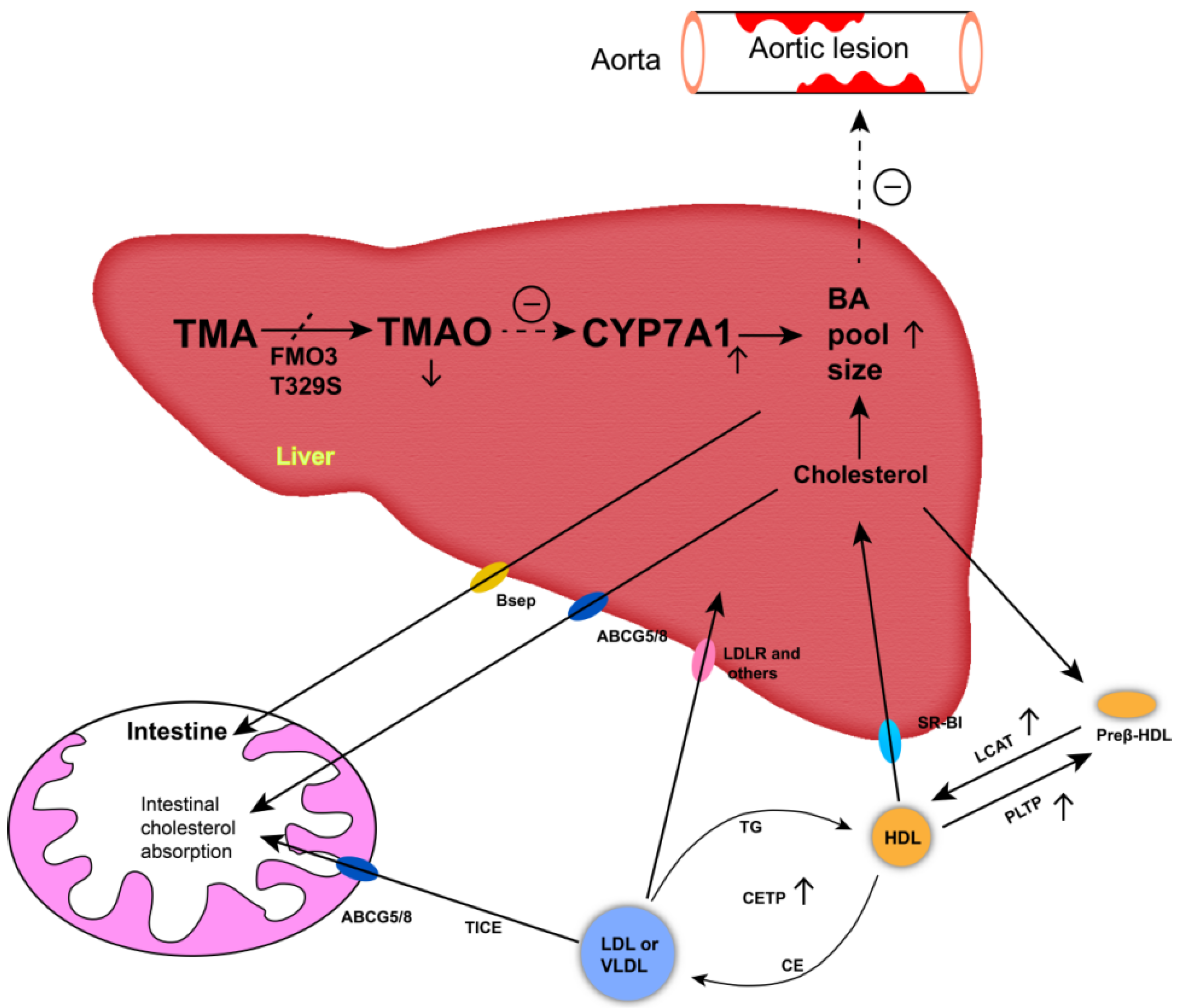 Animals 12 00048 g004 Animals 12 00048 g004