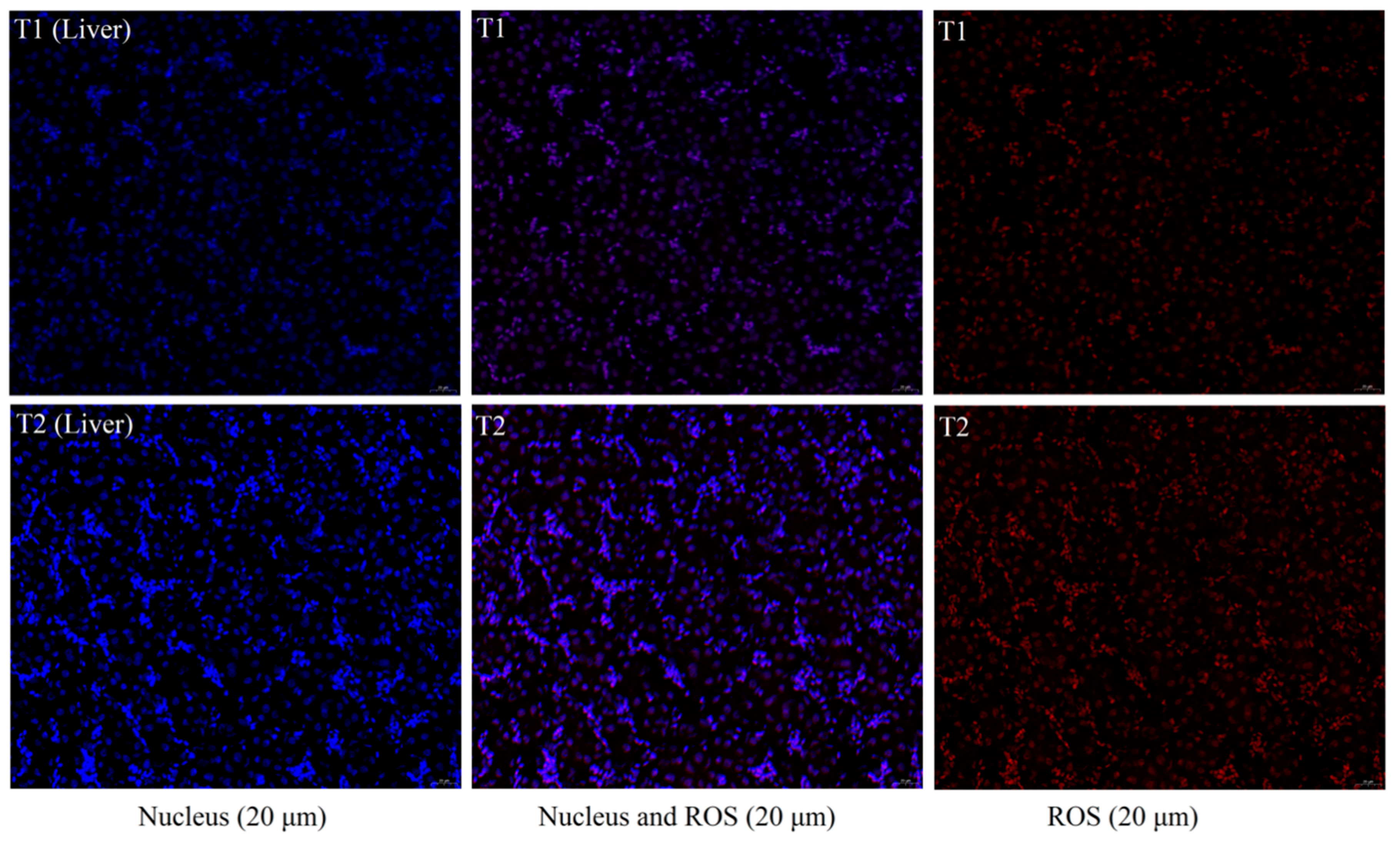 Animals 12 00052 g002 550