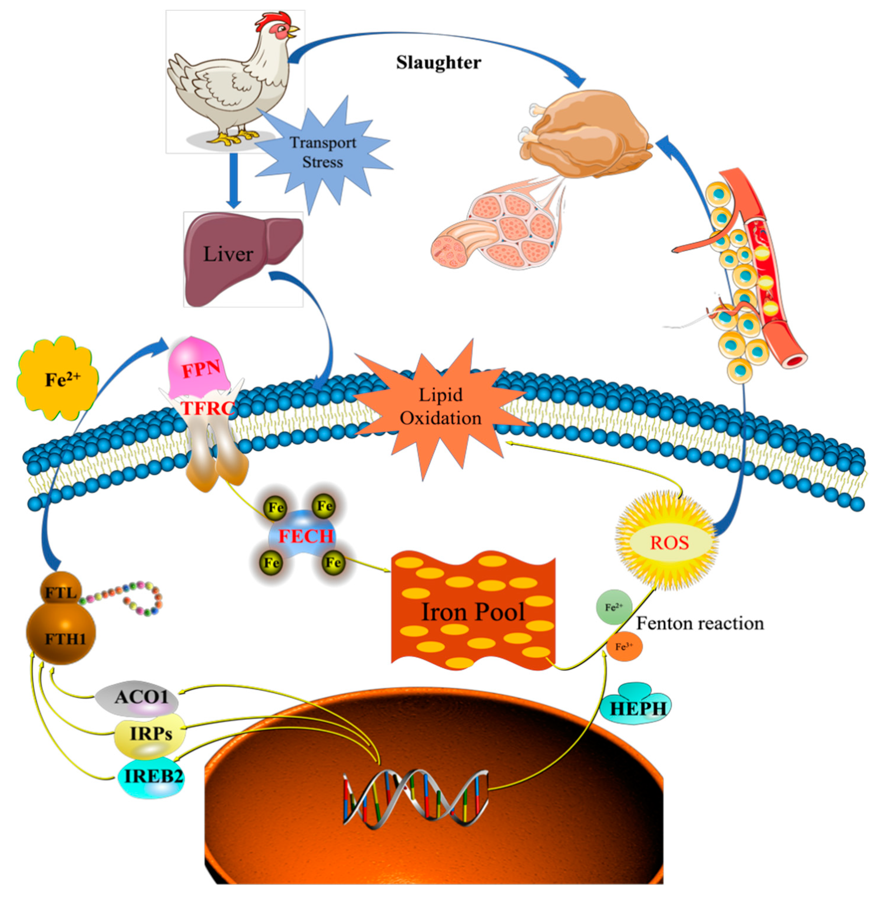 Animals 12 00052 g007 550