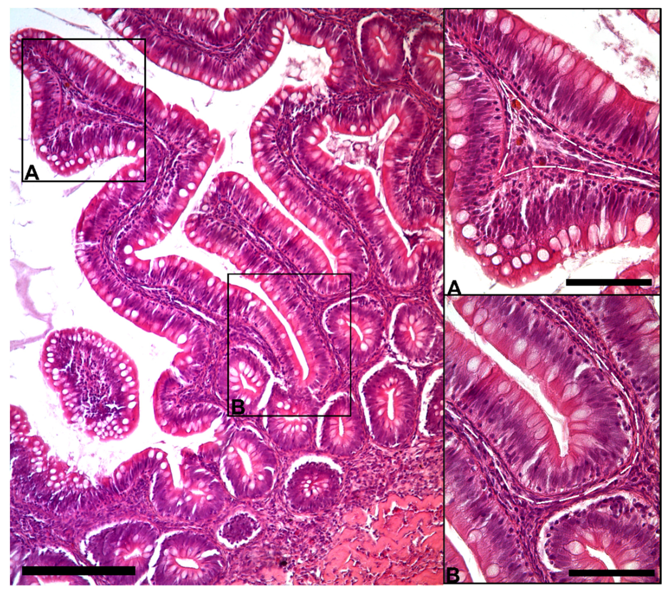 Animals 12 00074 g001 Animals 12 00074 g001