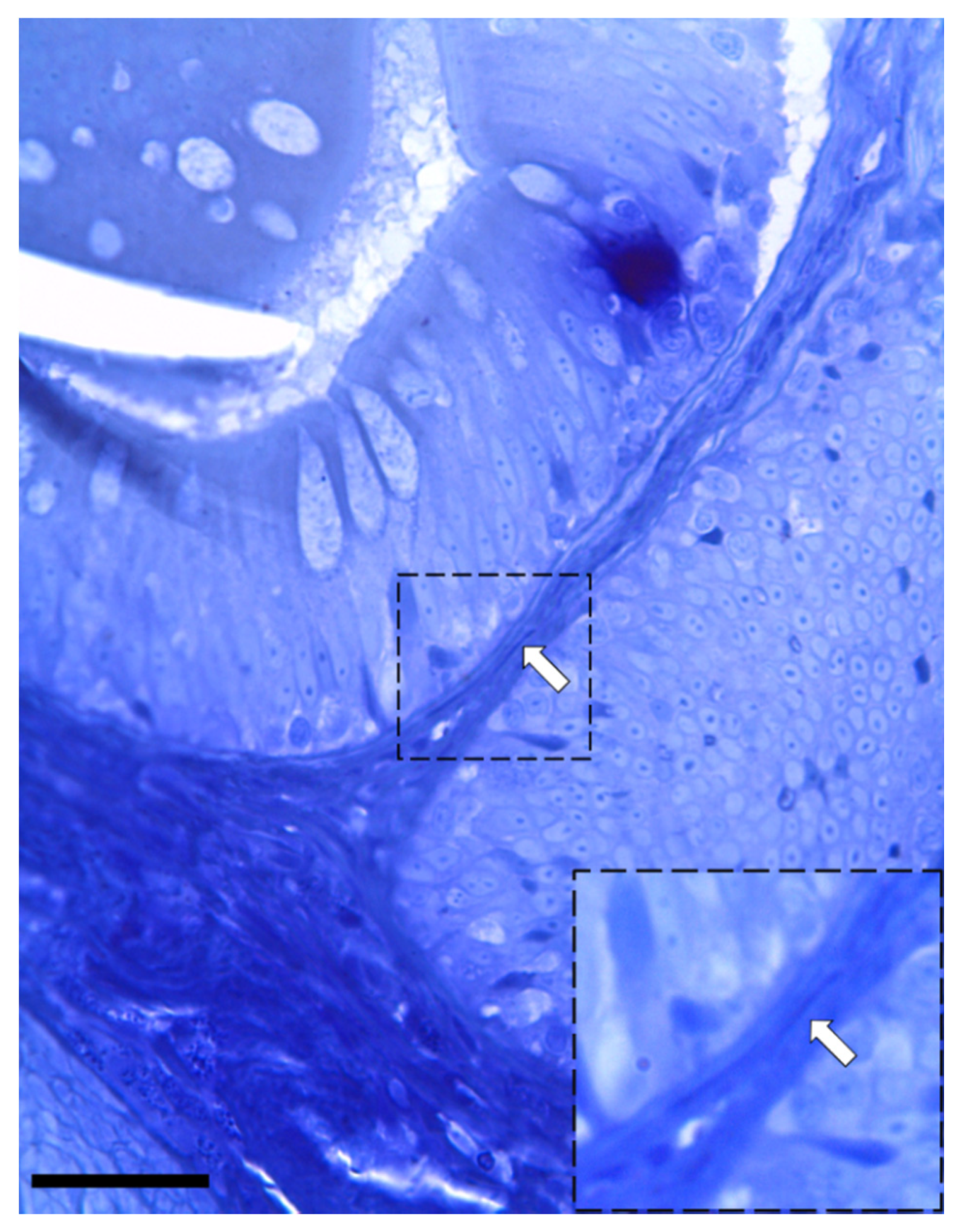 Animals 12 00074 g005 Animals 12 00074 g005