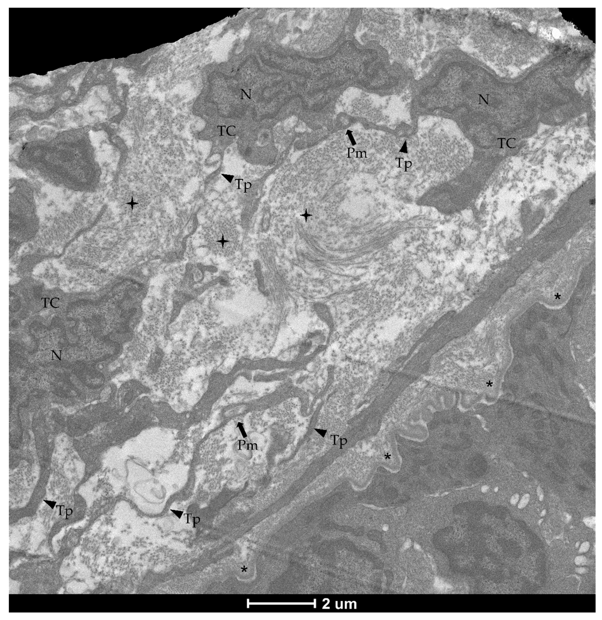 Animals 12 00074 g006 Animals 12 00074 g006