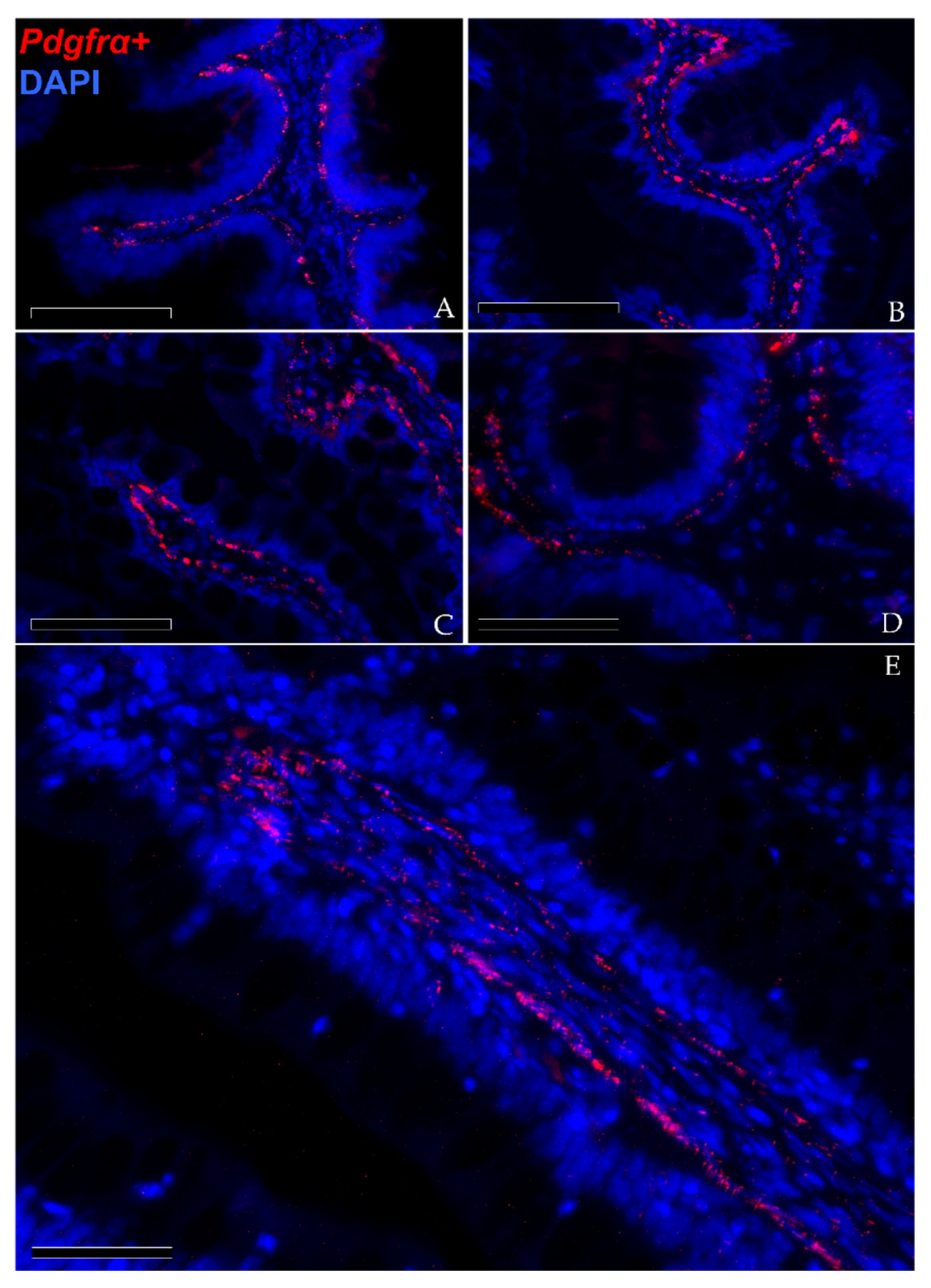 Animals 12 00074 g009 Animals 12 00074 g009