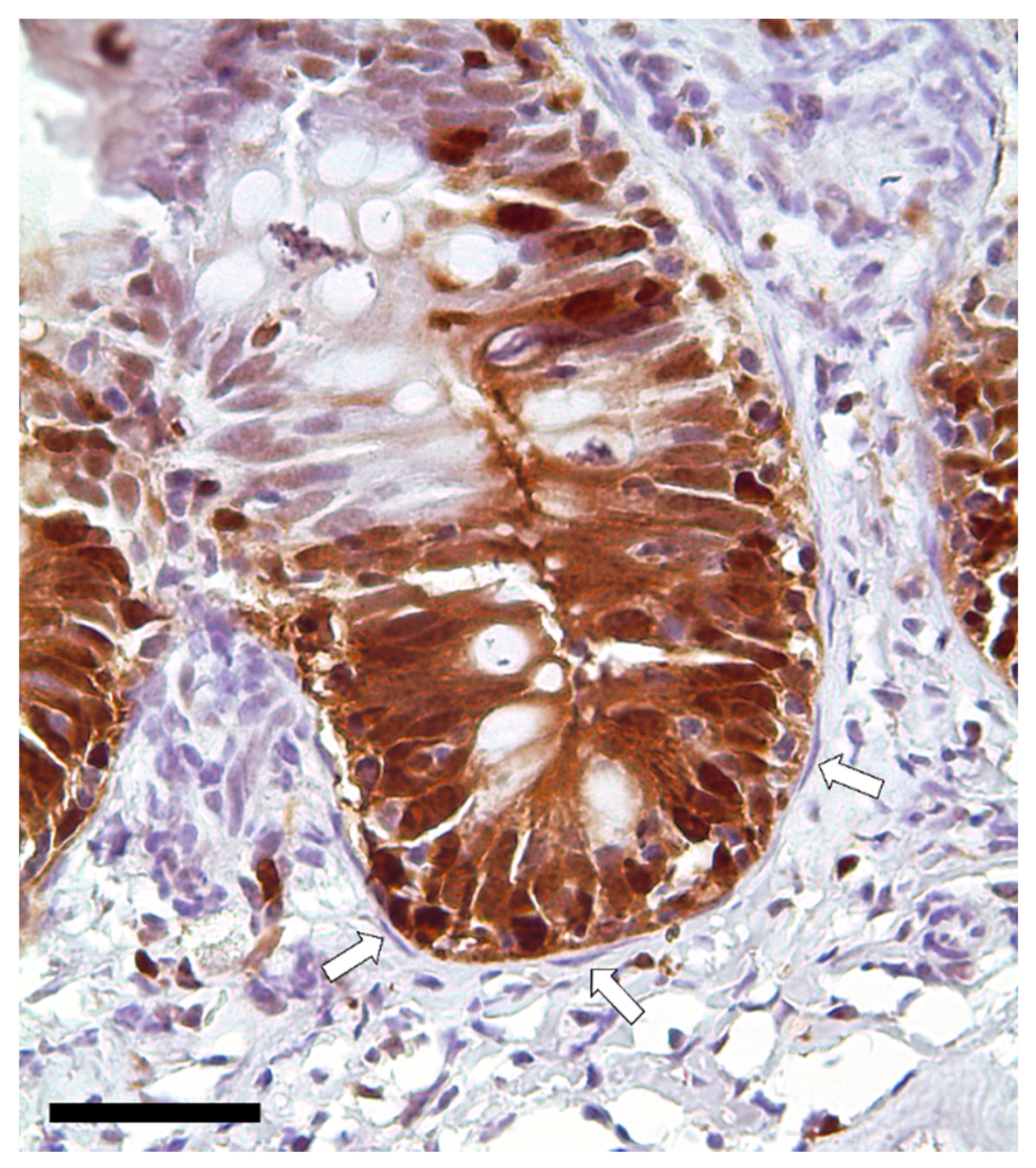 Animals 12 00074 g013 Animals 12 00074 g013