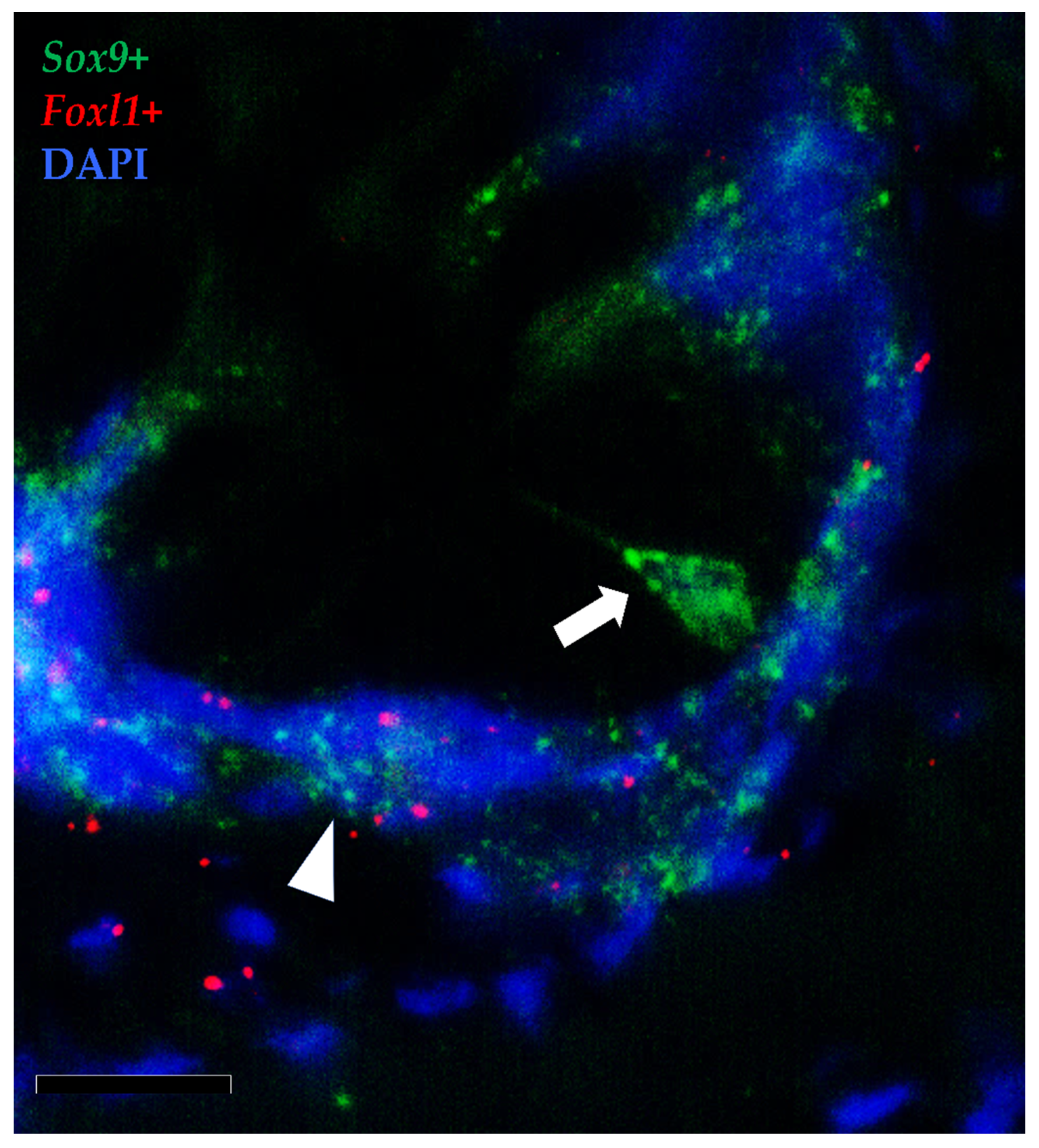 Animals 12 00074 g014 Animals 12 00074 g014