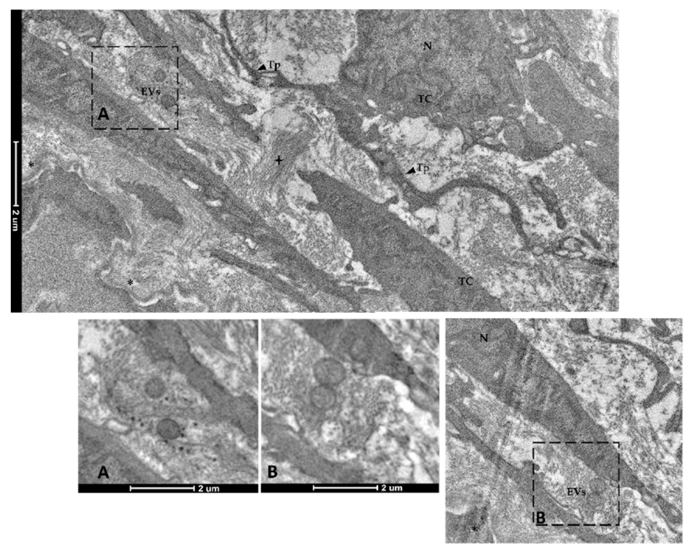 Animals 12 00074 g015 Animals 12 00074 g015