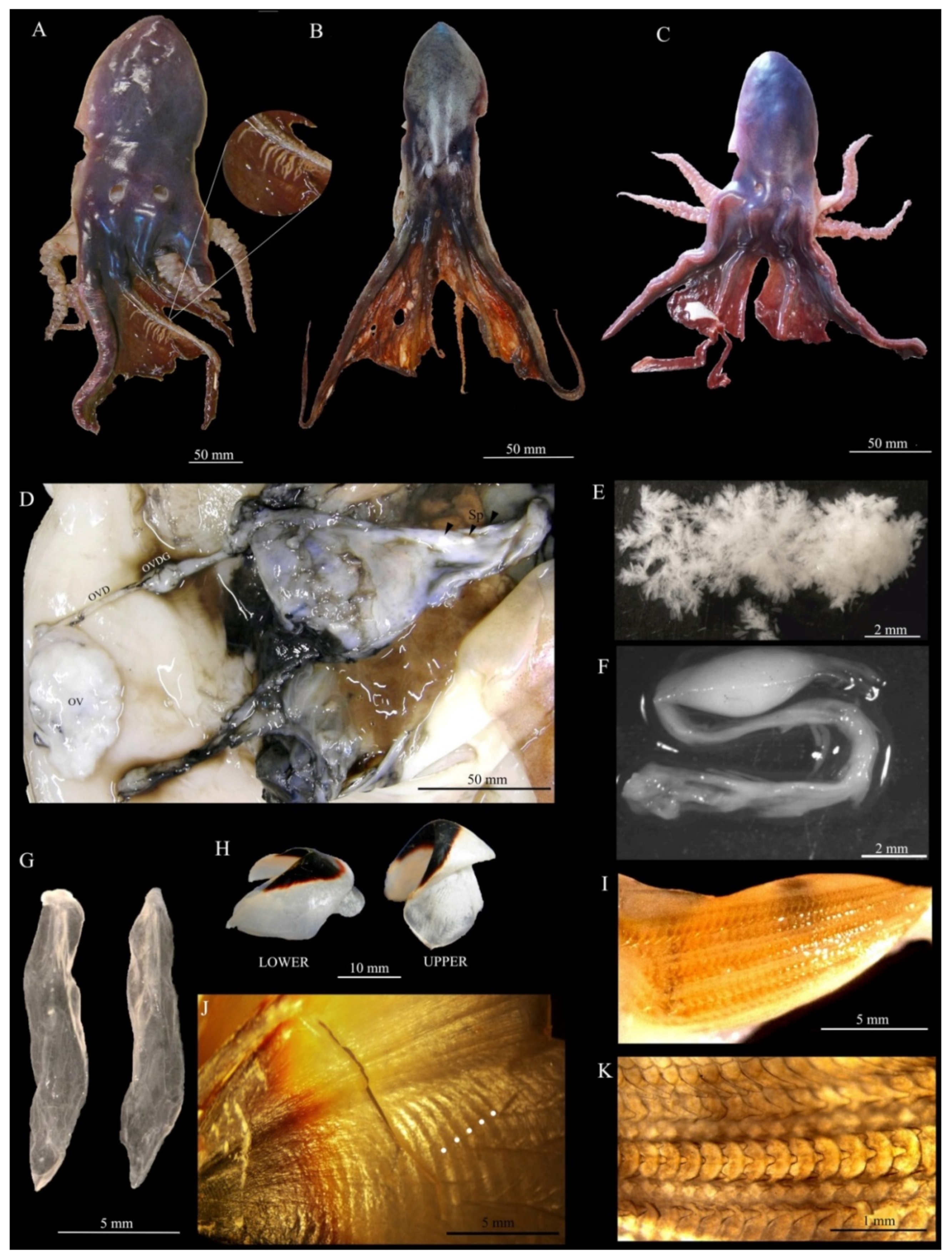 Animals | Free Full-Text | First Integrative Morphological and Genetic Characterization of Tremoctopus violaceussensu stricto in the Mediterranean Sea Animals | Free Full-Text | First Integrative Morphological and Genetic Characterization of Tremoctopus violaceussensu stricto in the Mediterranean Sea