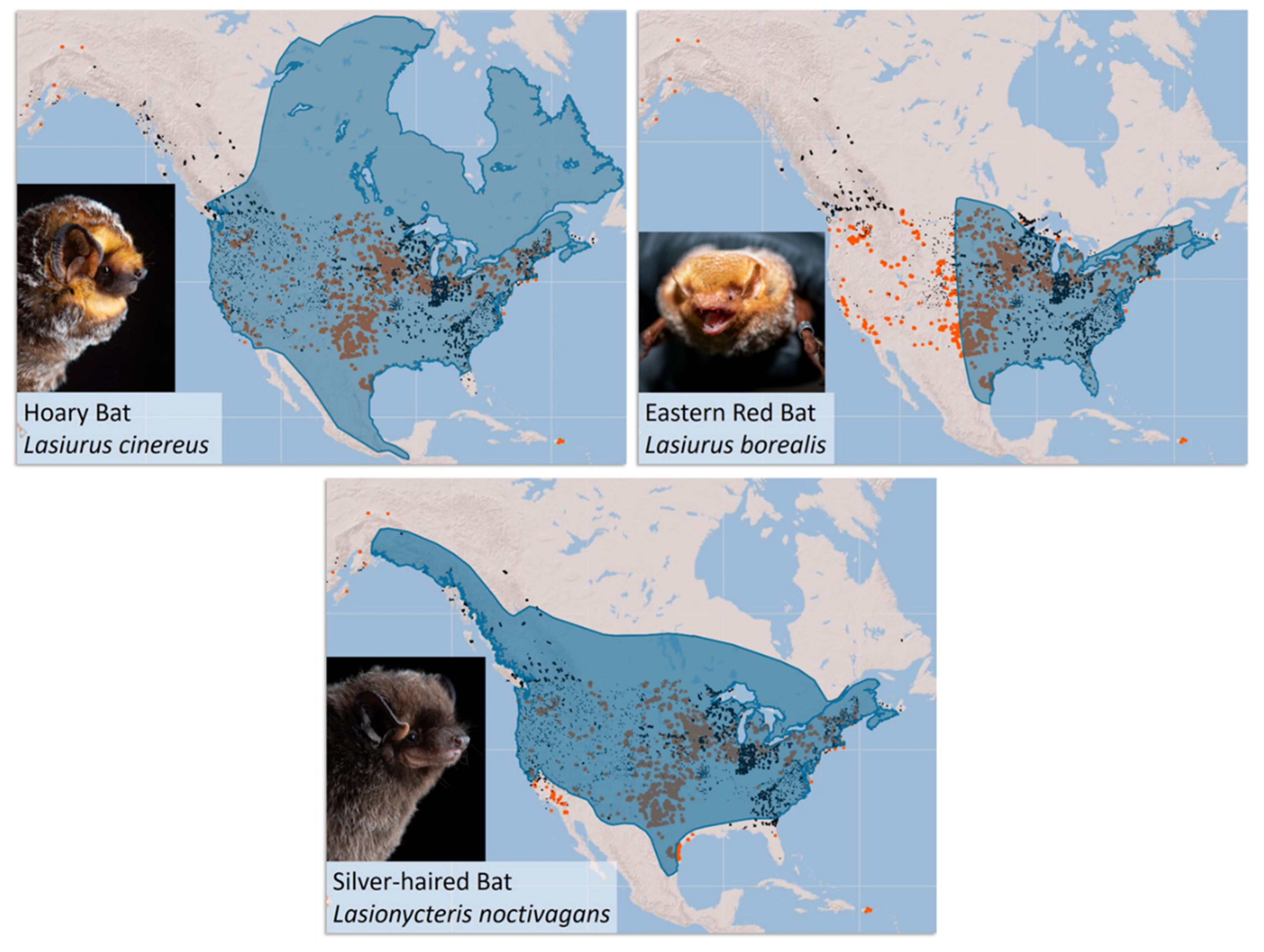 Animals | Free Full-Text | Acoustic and Genetic Data Can Reduce Uncertainty Regarding Populations of Migratory Tree-Roosting Bats Impacted by Wind Energy Animals | Free Full-Text | Acoustic and Genetic Data Can Reduce Uncertainty Regarding Populations of Migratory Tree-Roosting Bats Impacted by Wind Energy