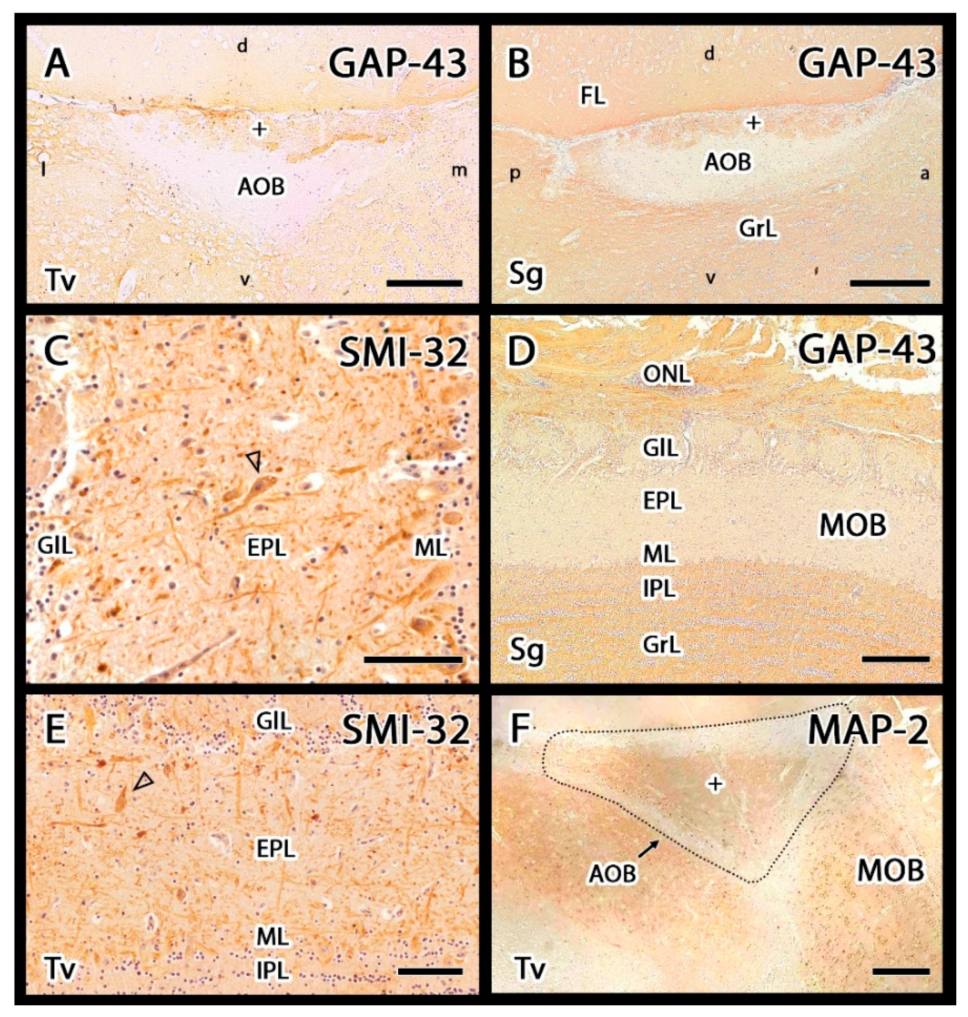 Animals 12 00091 g008