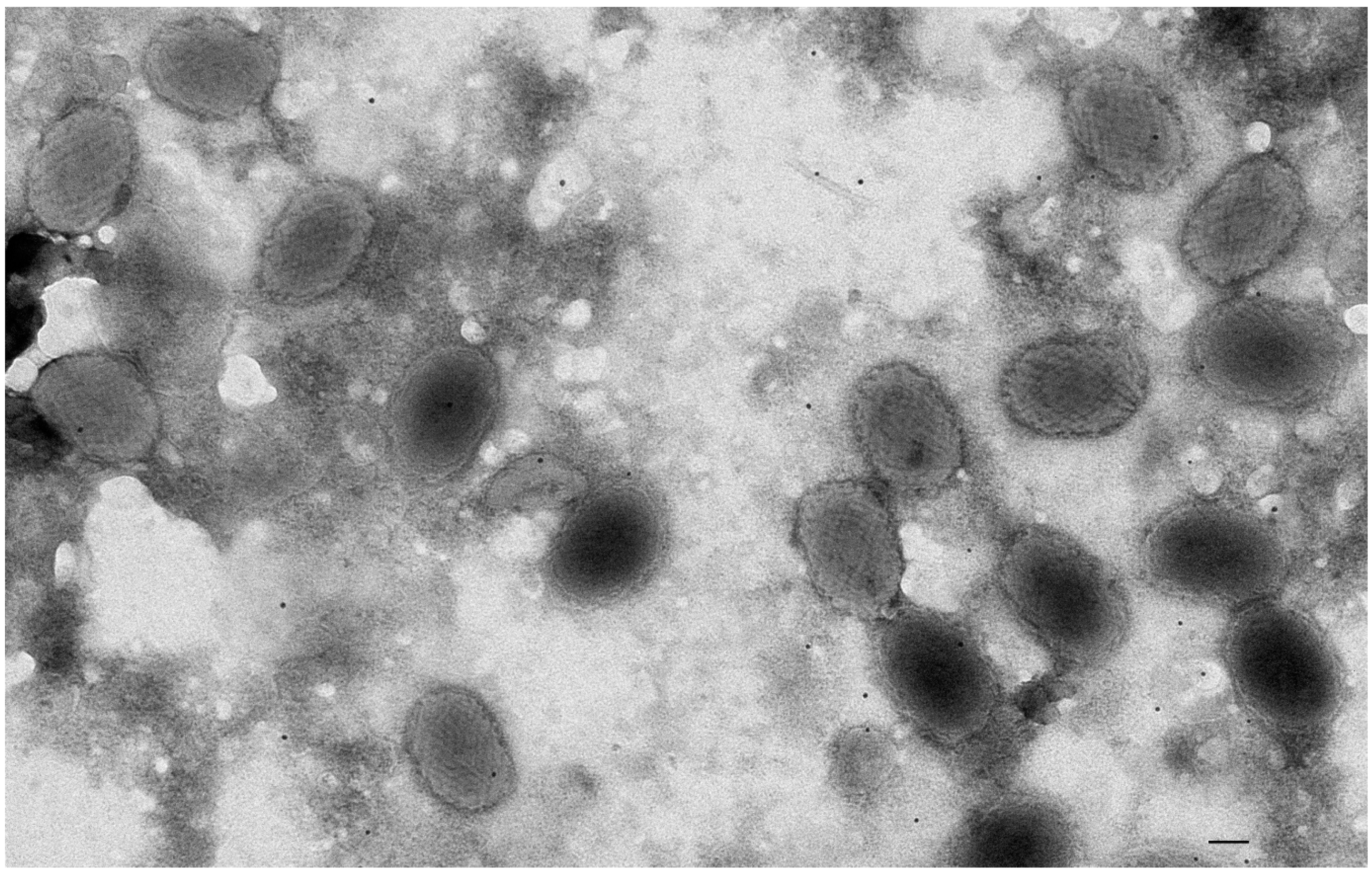 Animals 12 00099 g003