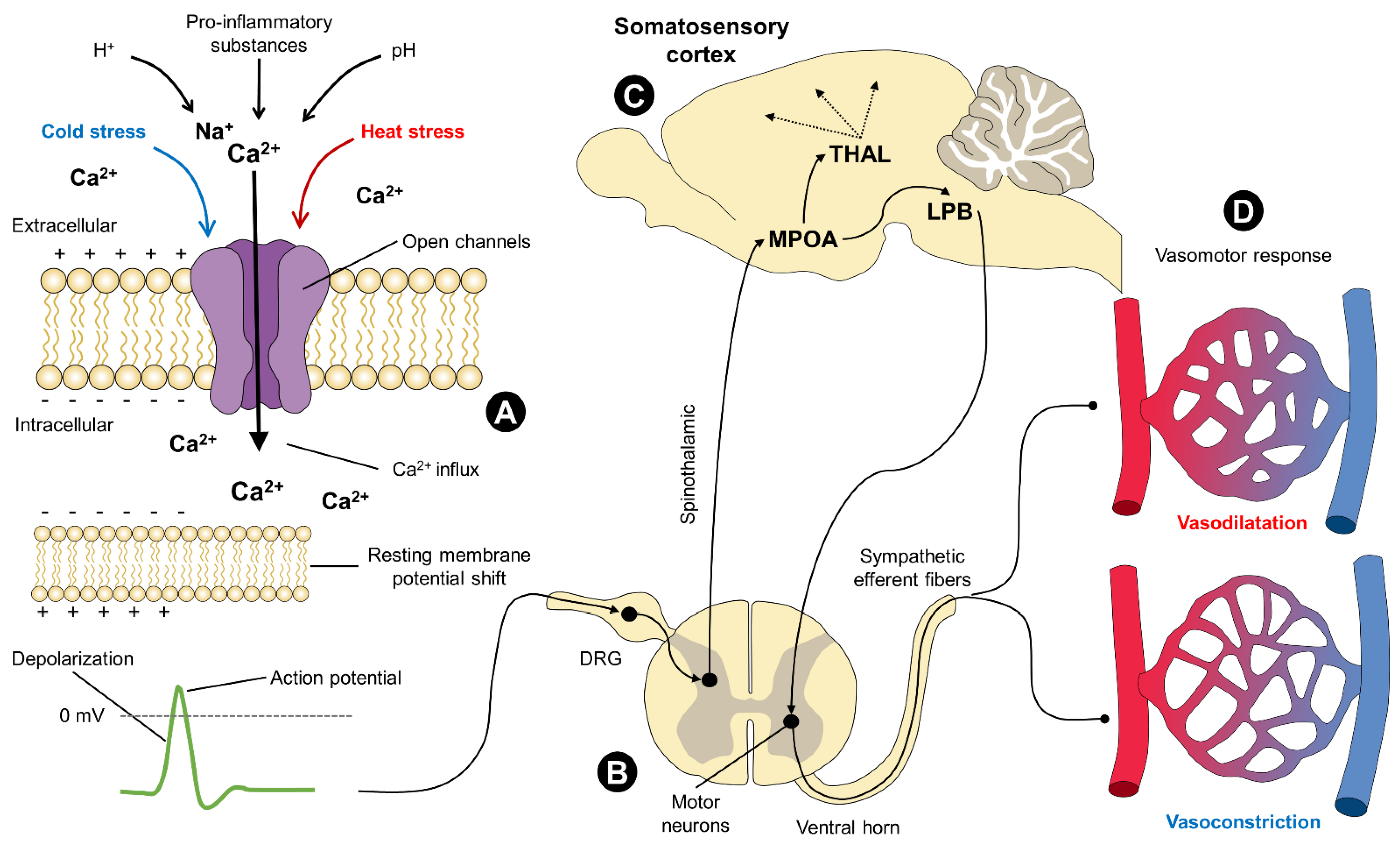 Animals Free FullText Transient Receptor Potential (TRP) and