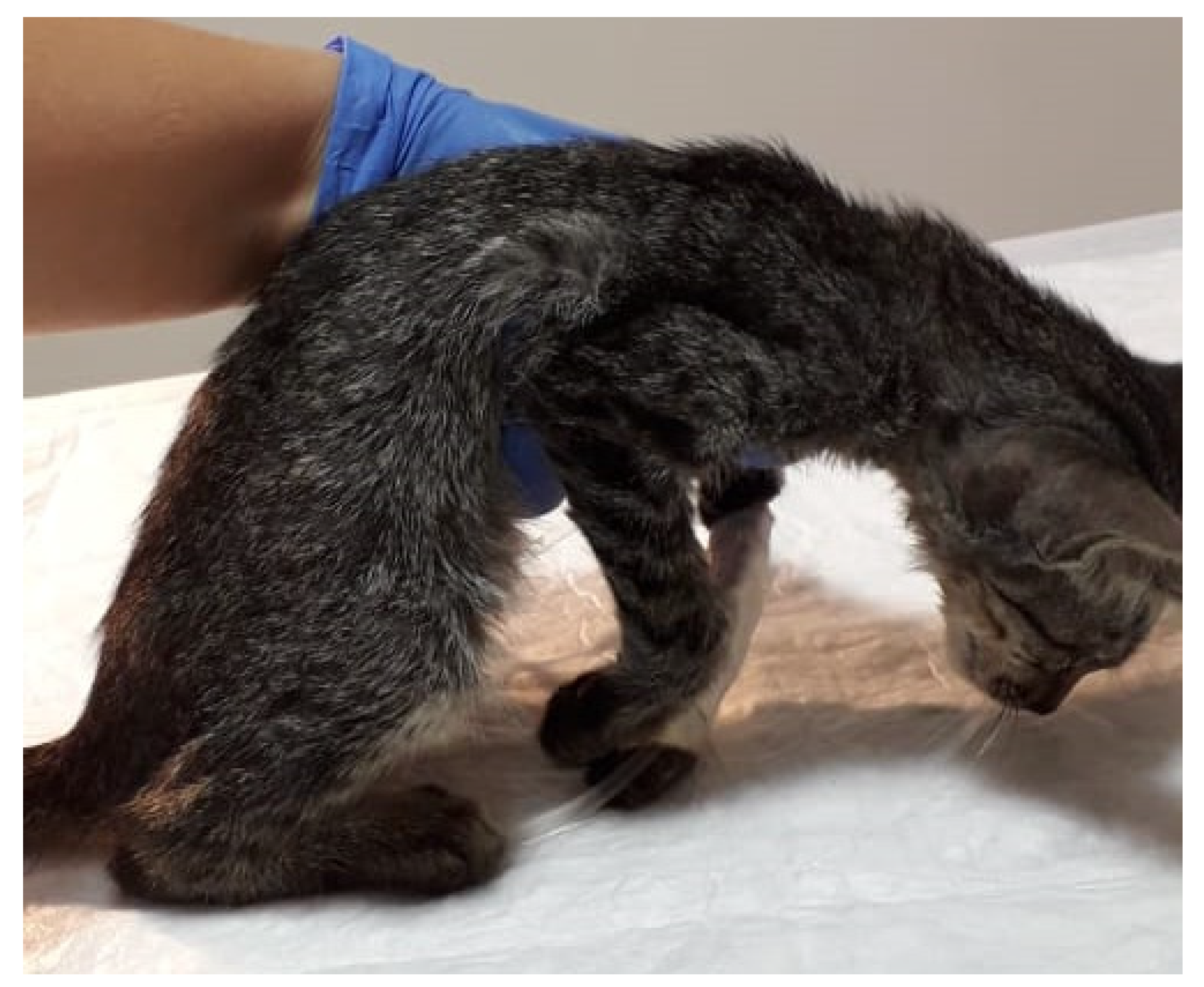 Animals 12 00128 g001