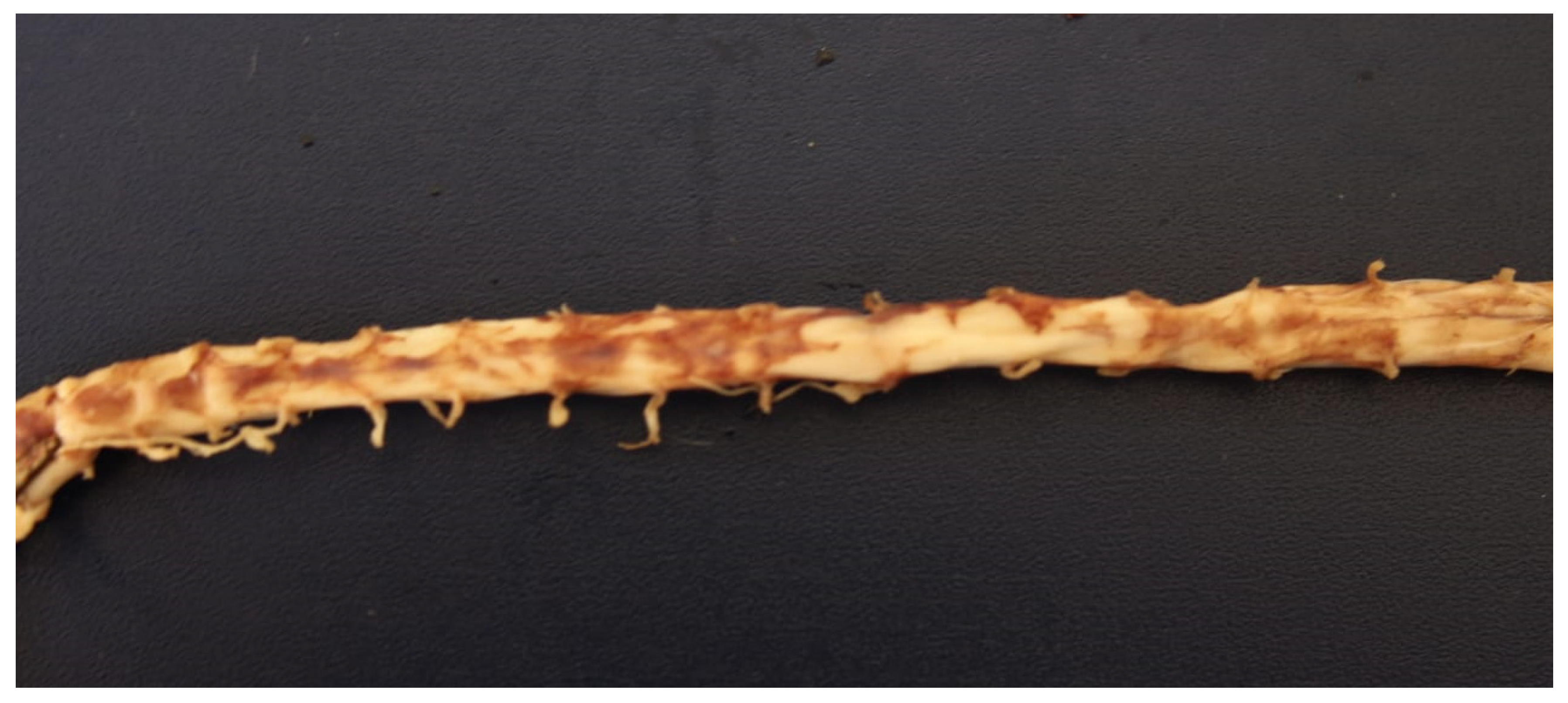 Animals 12 00128 g003