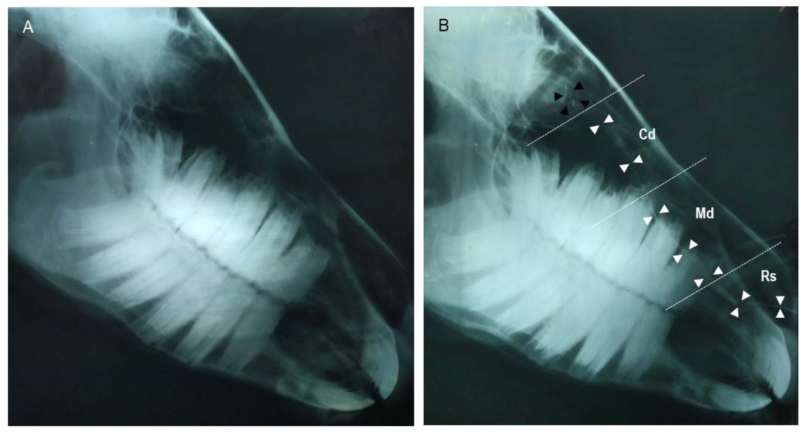 Animals 12 00132 g002 Animals 12 00132 g002