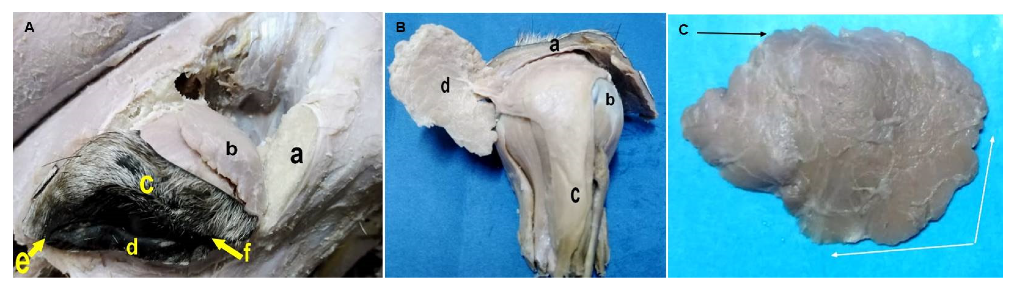 Animals 12 00132 g003 Animals 12 00132 g003