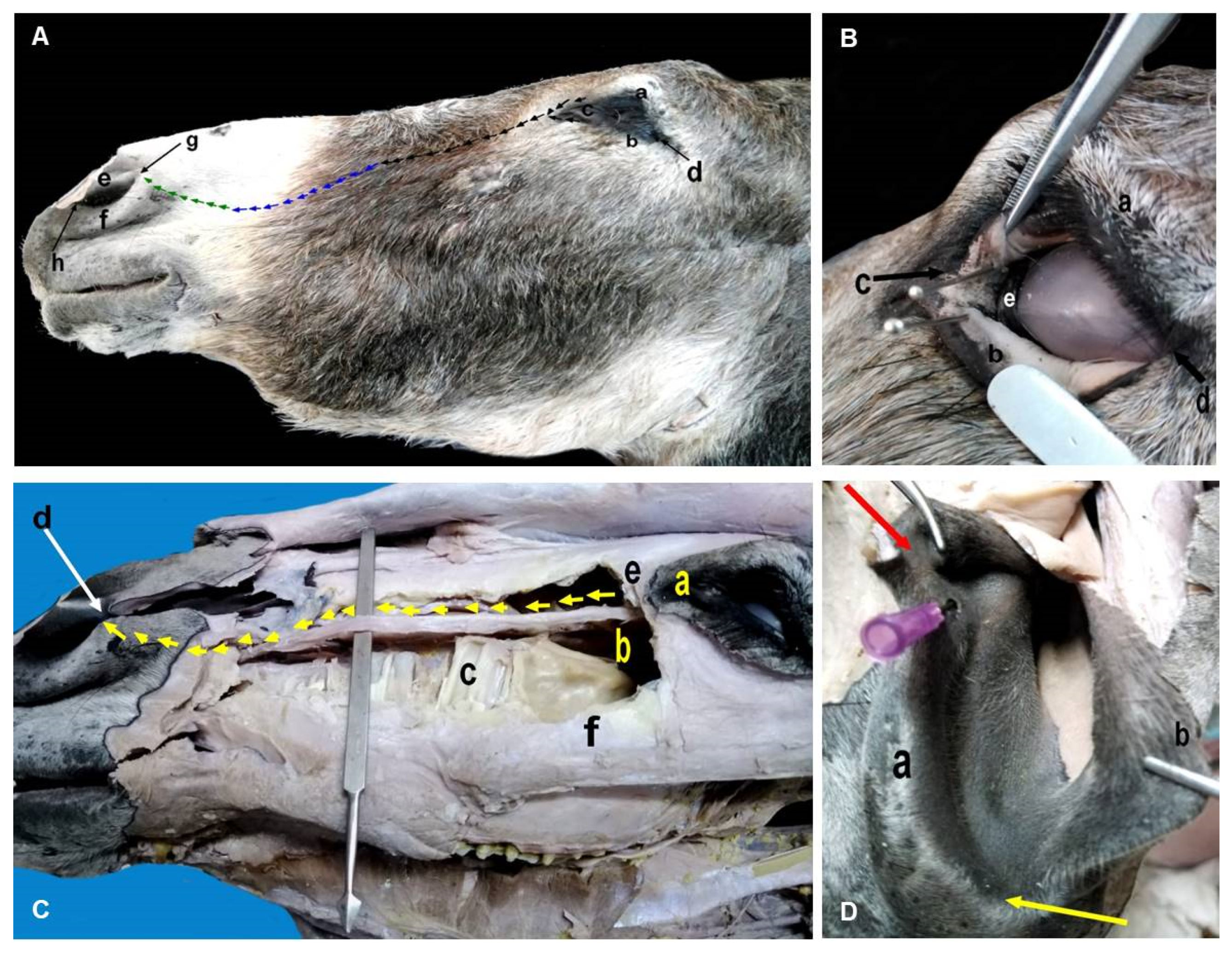 Animals 12 00132 g004 Animals 12 00132 g004