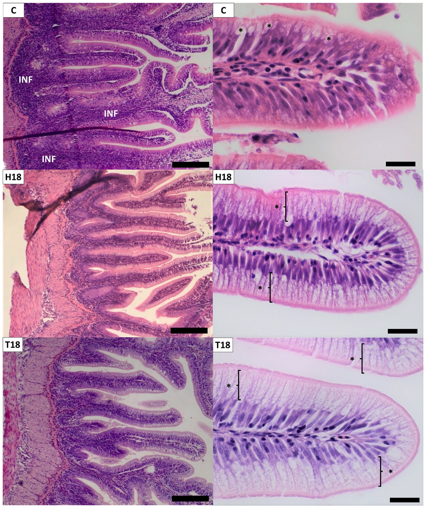 Animals 12 00179 g002