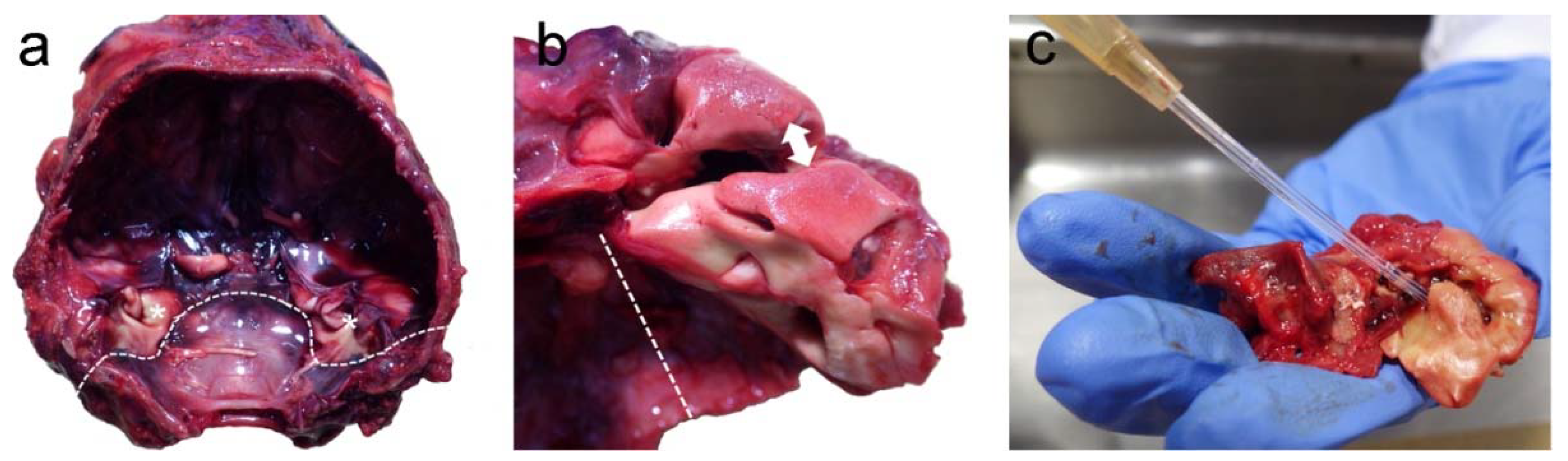 Animals 12 00180 g001 Animals 12 00180 g001