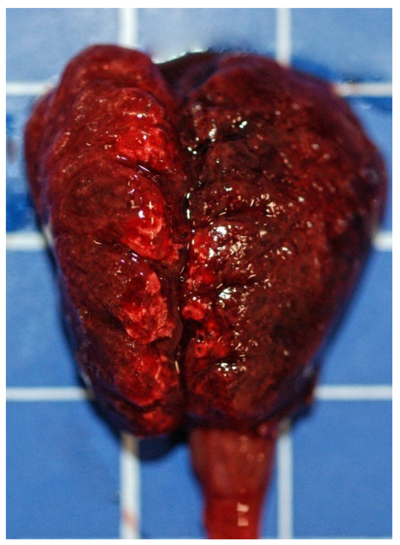 Animals 12 00188 g001 Animals 12 00188 g001