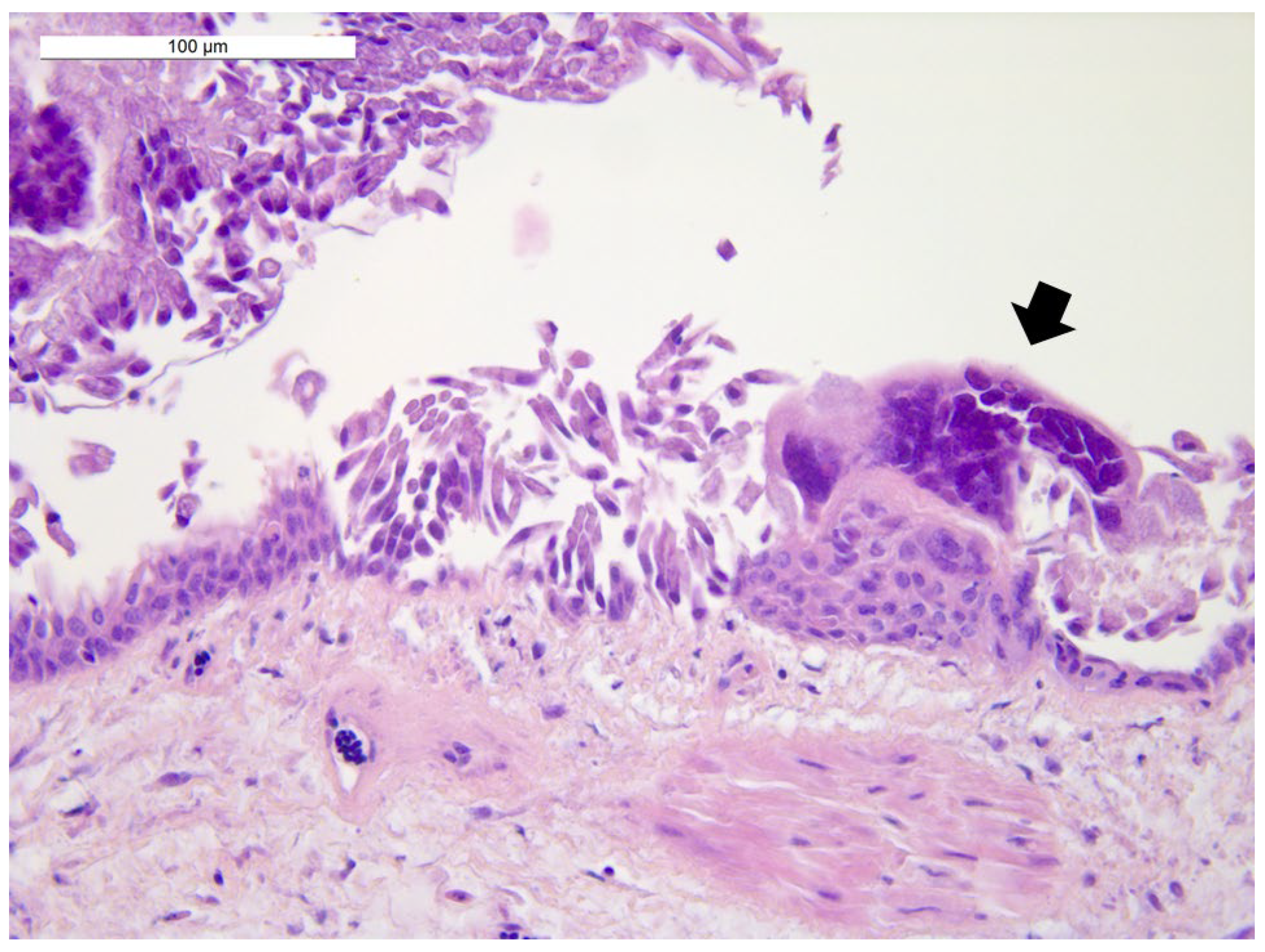 Animals 12 00188 g002 Animals 12 00188 g002