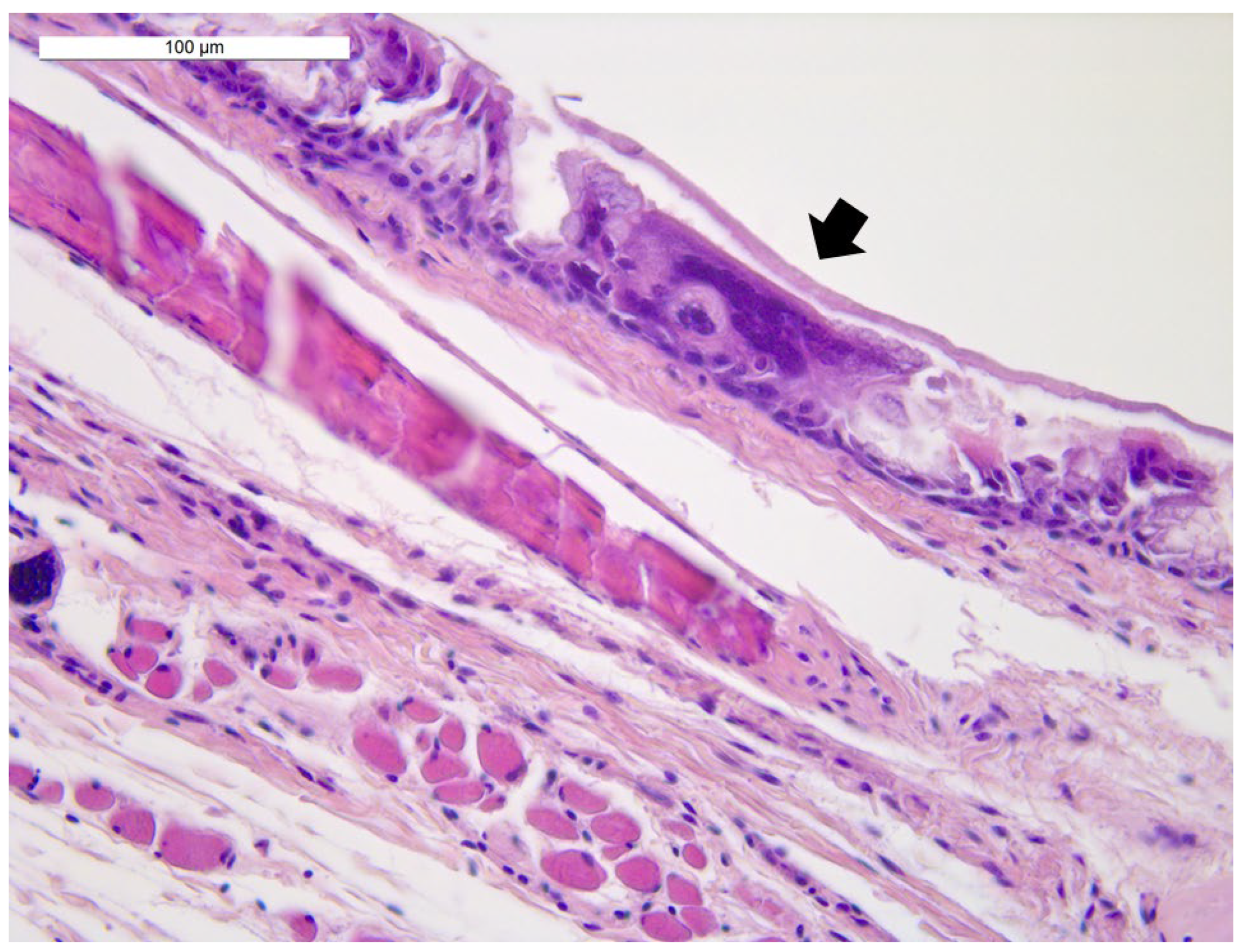 Animals 12 00188 g003 Animals 12 00188 g003