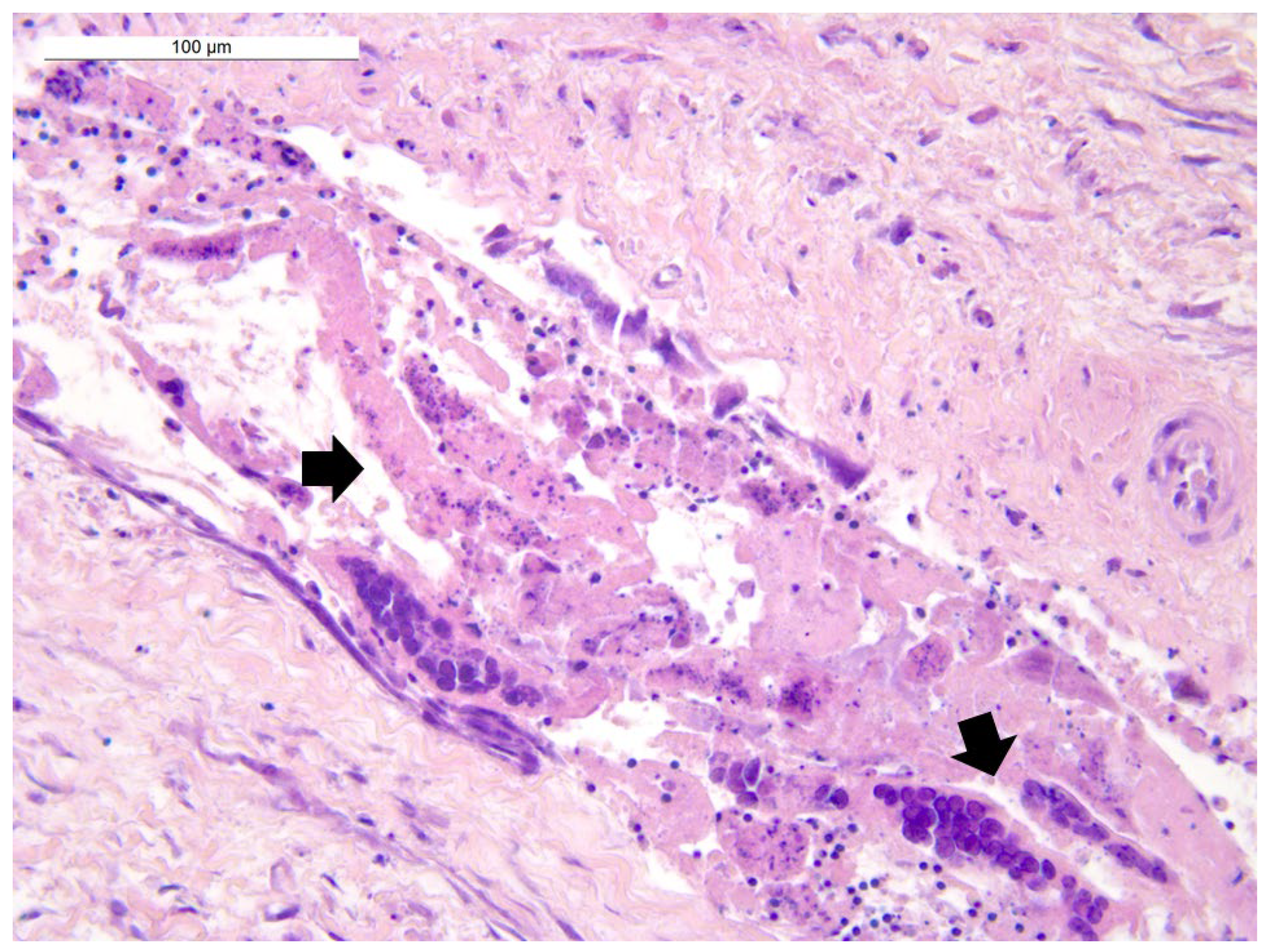 Animals 12 00188 g004 Animals 12 00188 g004