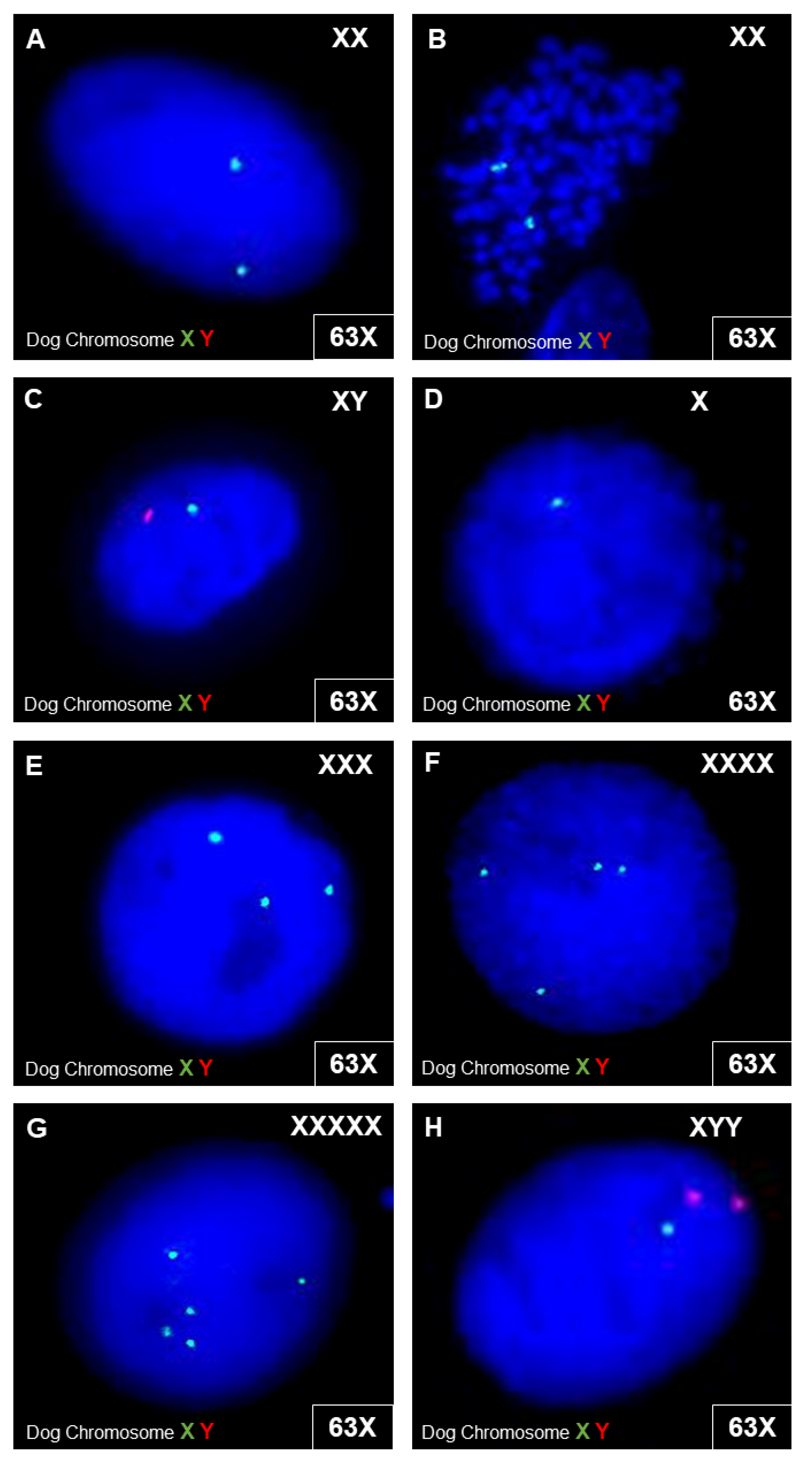 Animals 12 00189 g008