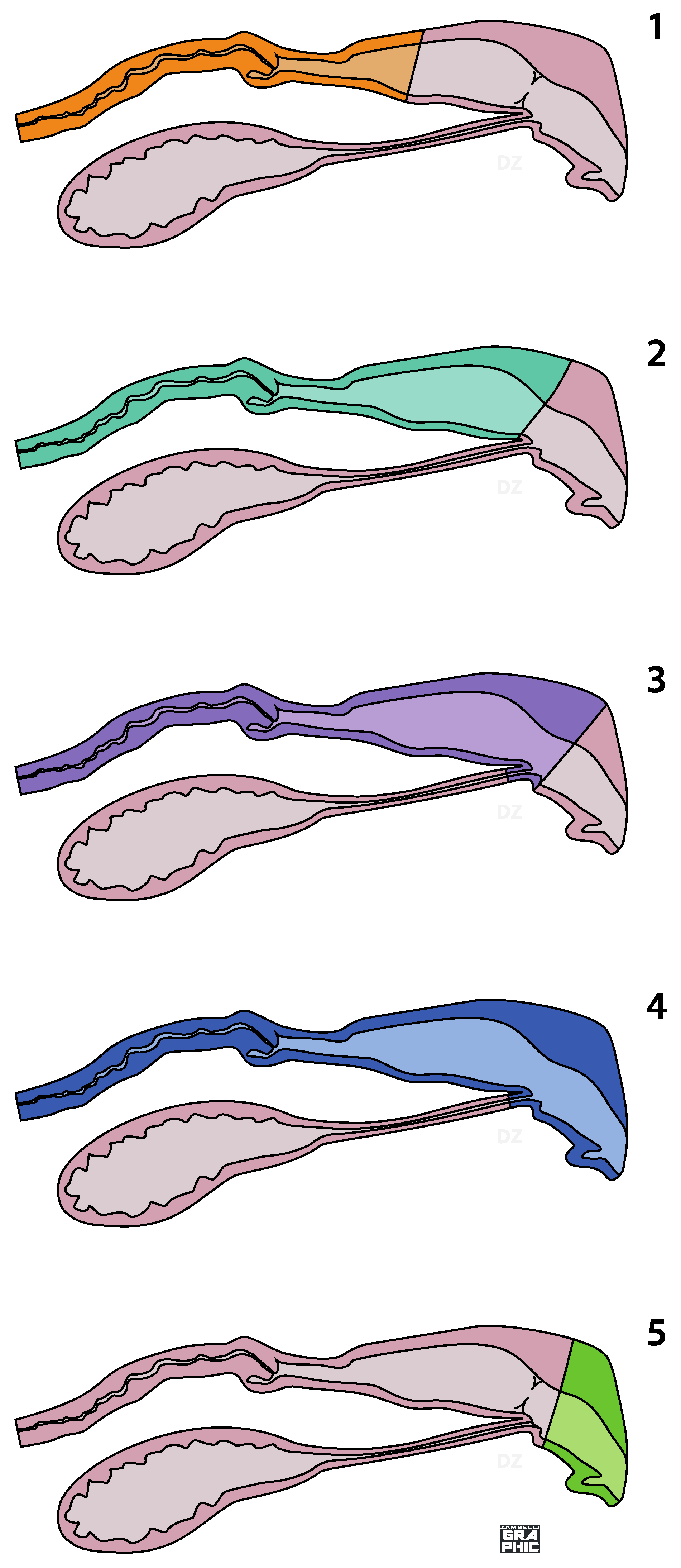 Animals 12 00196 g001