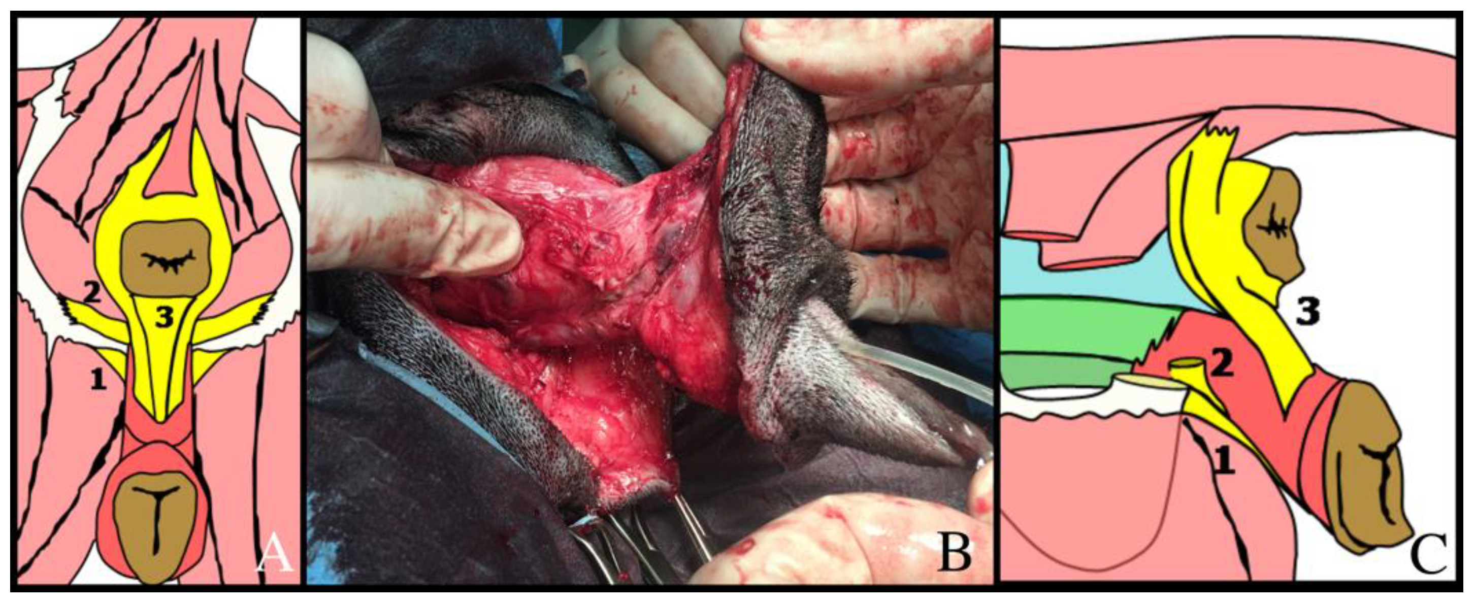 Animals 12 00196 g003