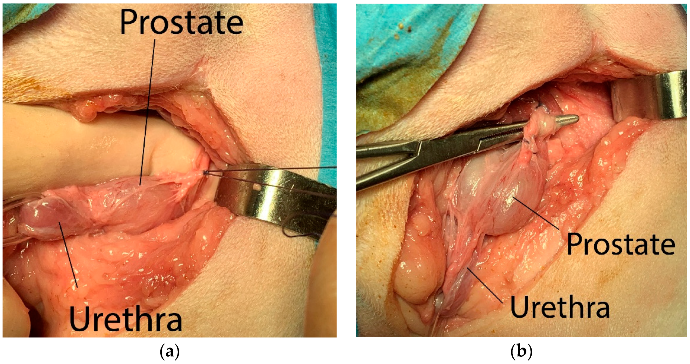 Animals 12 00200 g002 550