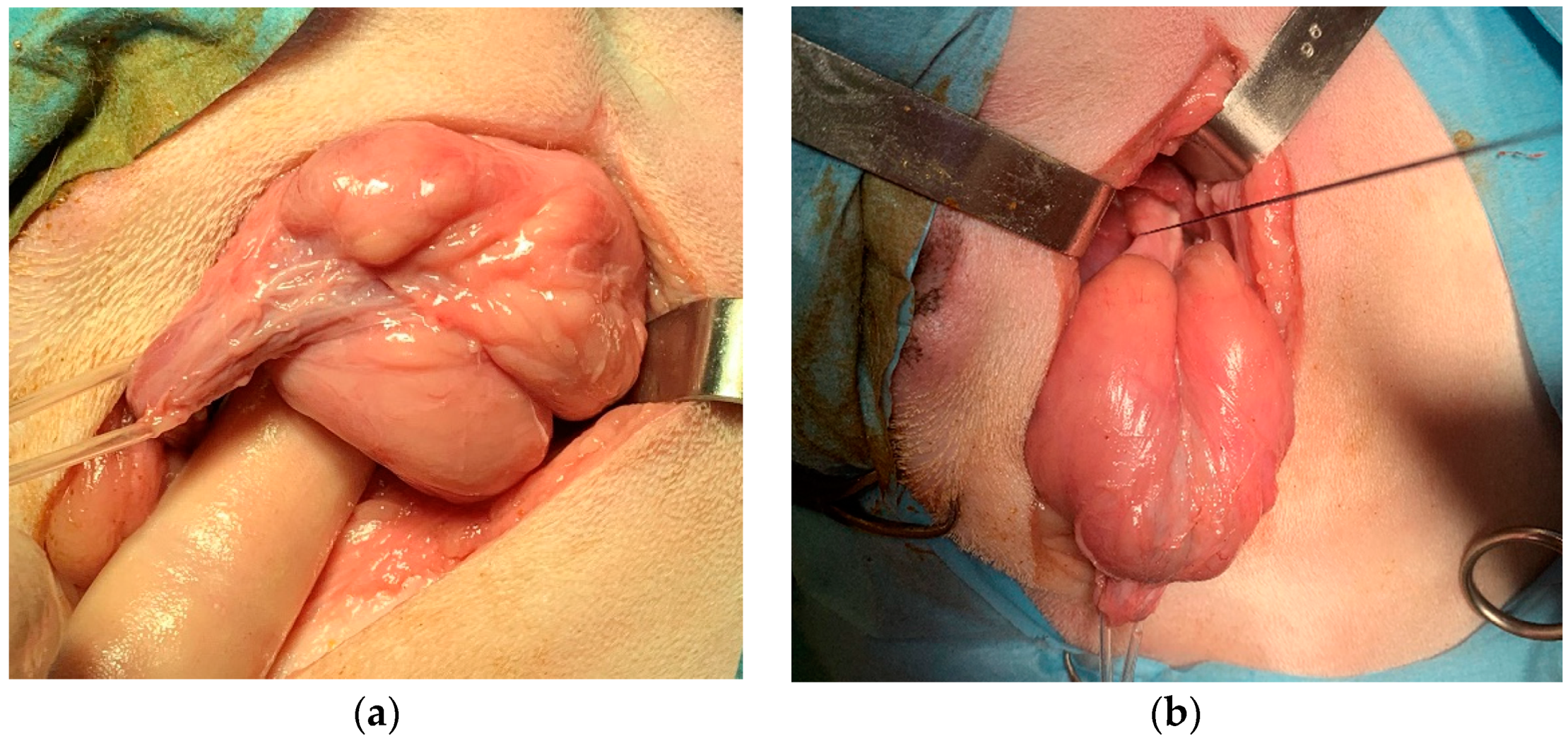 Animals 12 00200 g003 550