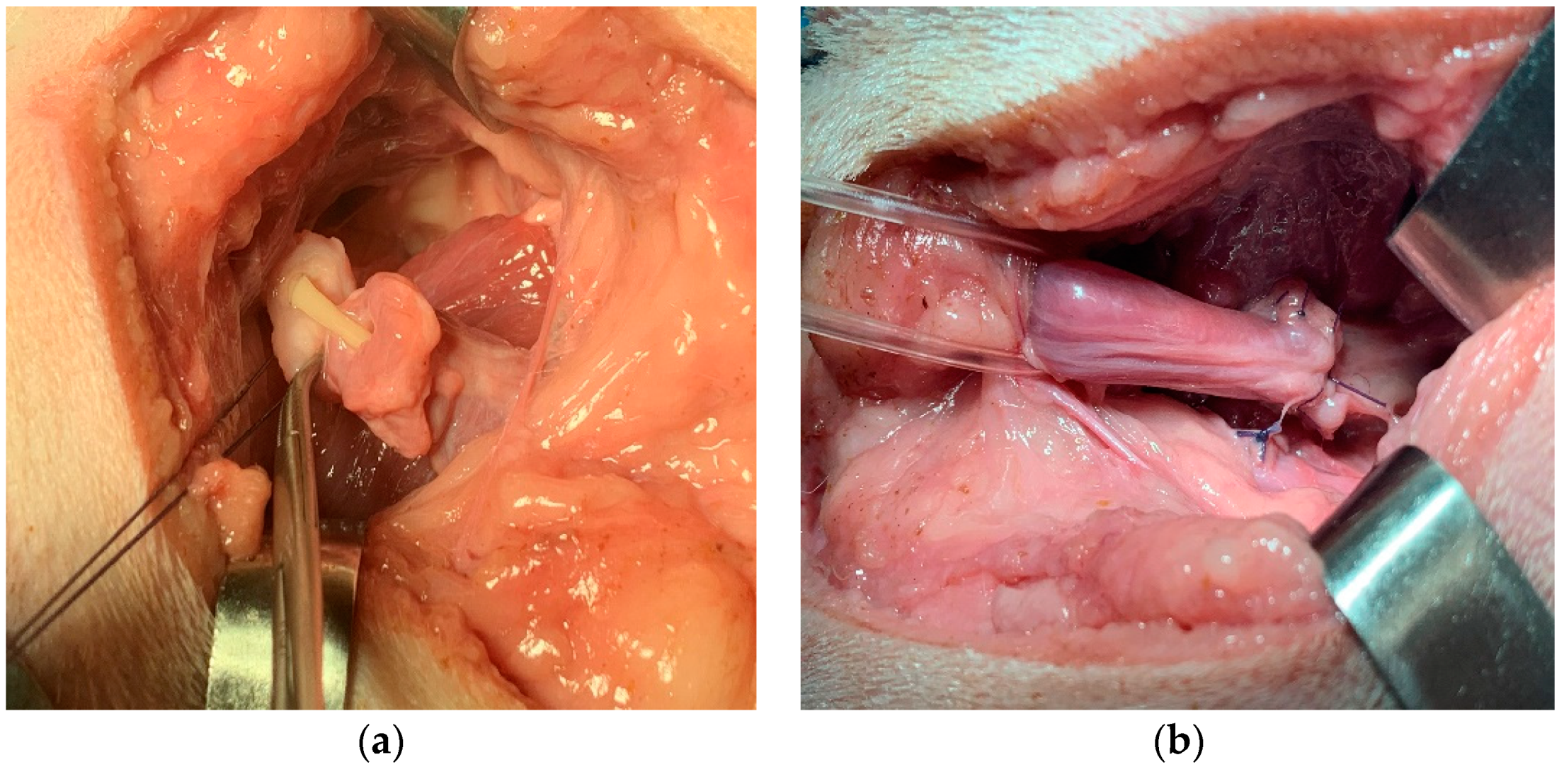 Animals 12 00200 g004 550