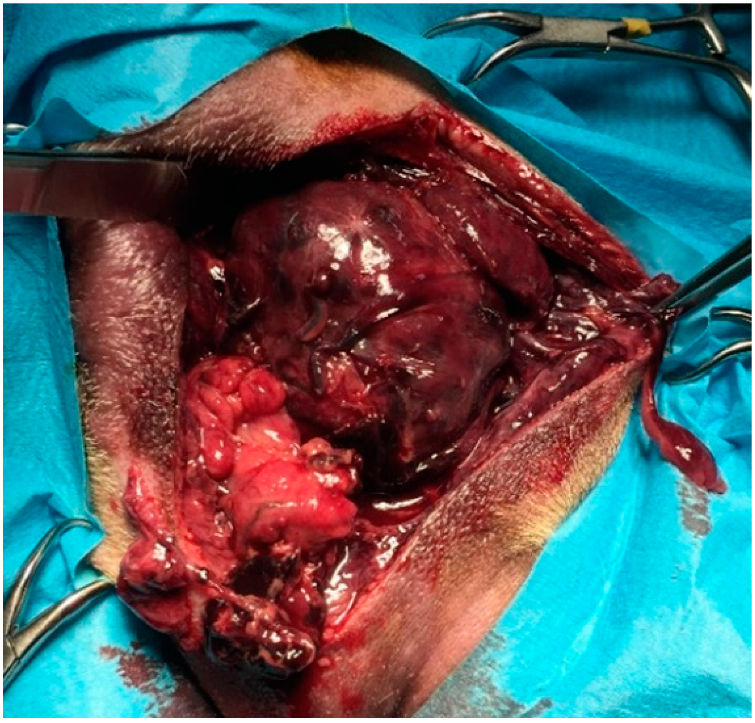 Animals 12 00200 g005 550