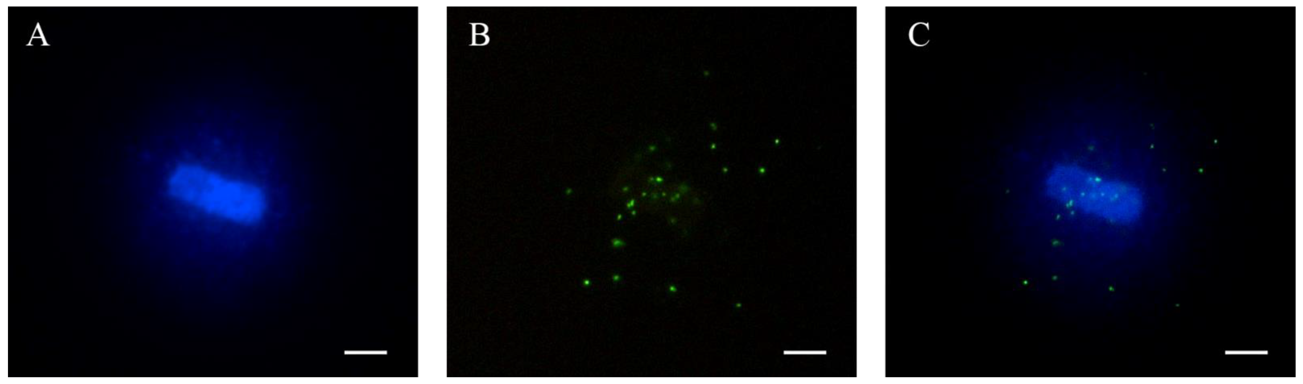 Animals 12 00204 g001 550