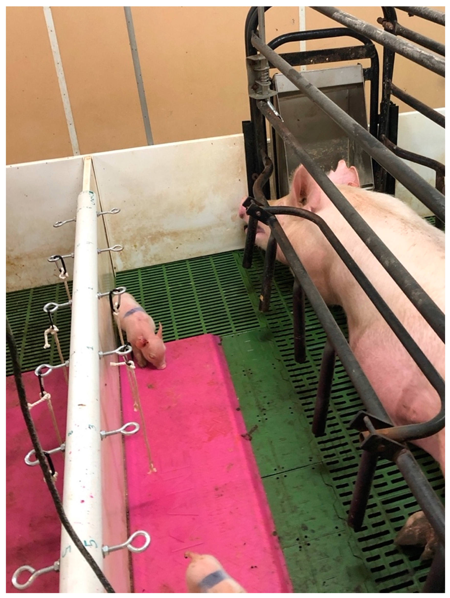 Animals 12 00211 g002 550