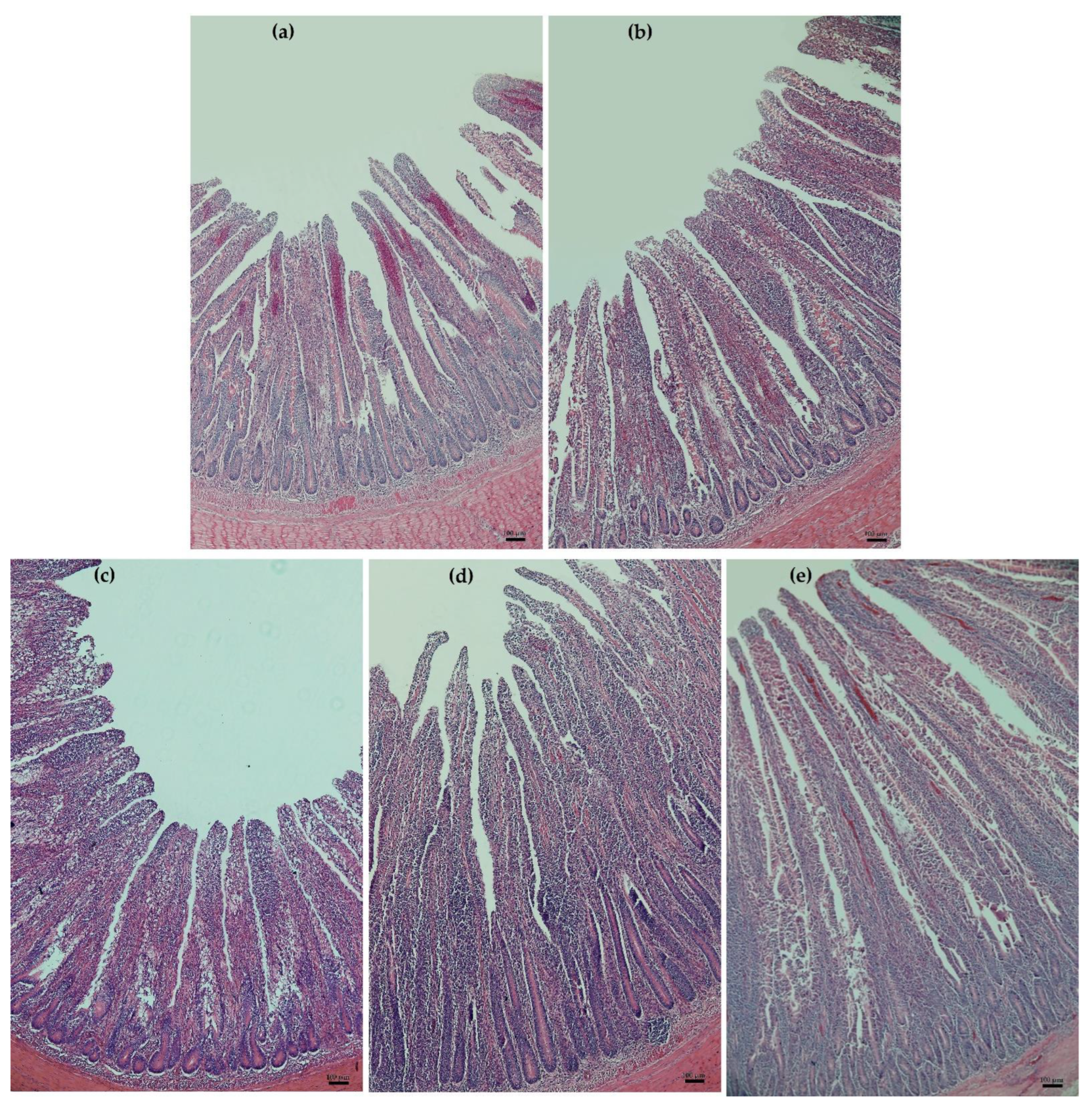 Animals 12 00238 g002