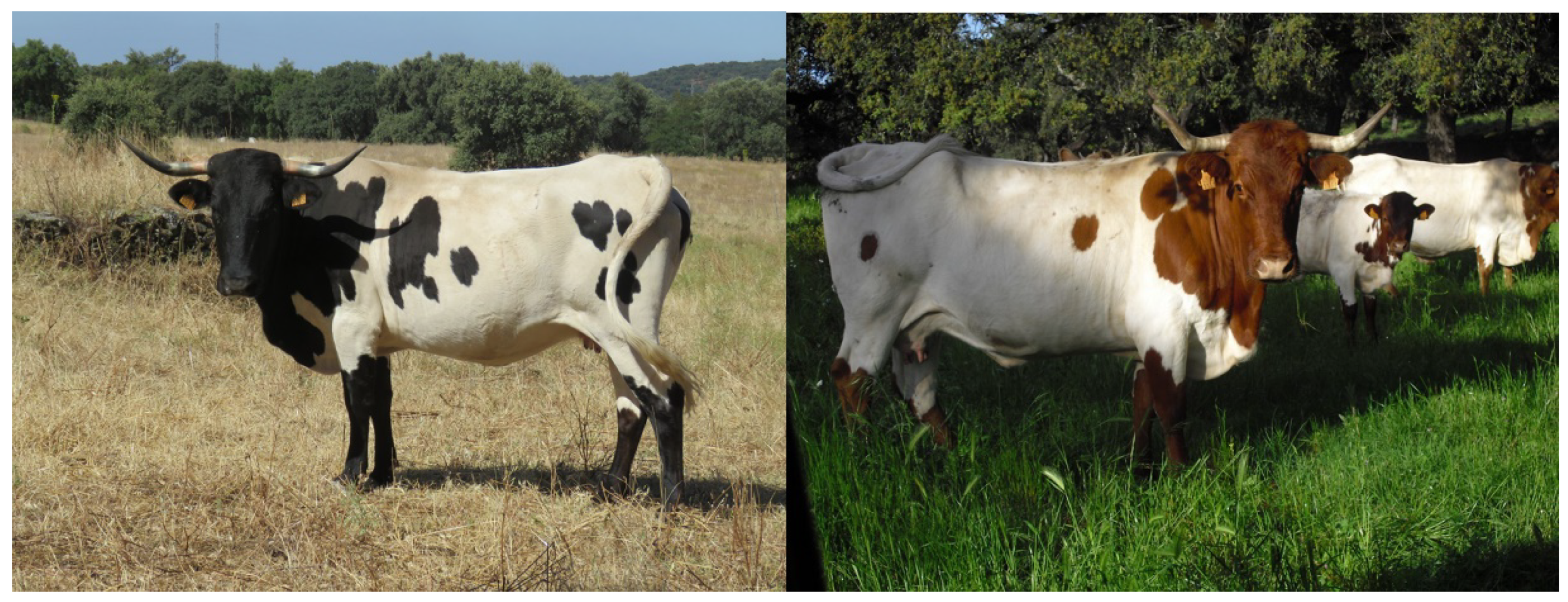 Animals | Free Full-Text | Analyses of Genetic Diversity in the Endangered “Berrenda” Spanish Cattle Breeds Using Pedigree Data Animals | Free Full-Text | Analyses of Genetic Diversity in the Endangered “Berrenda” Spanish Cattle Breeds Using Pedigree Data