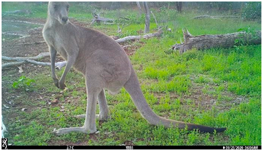 Animals 12 00256 i002 Animals 12 00256 i002