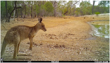 Animals 12 00256 i003 Animals 12 00256 i003