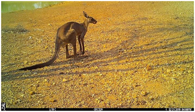 Animals 12 00256 i004 Animals 12 00256 i004