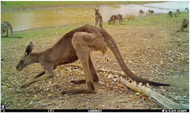 Animals 12 00256 i005 Animals 12 00256 i005