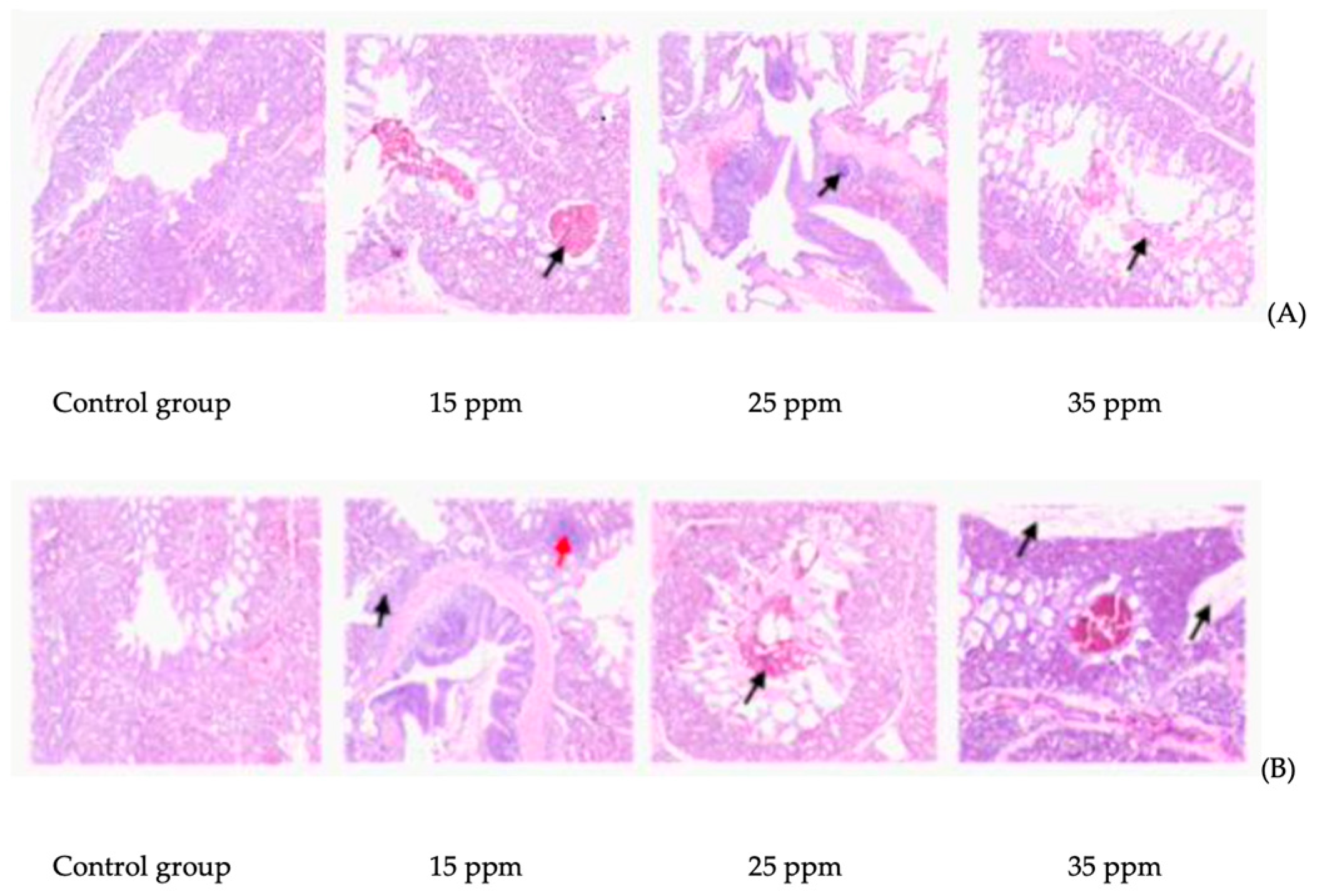 Animals 12 00261 g001