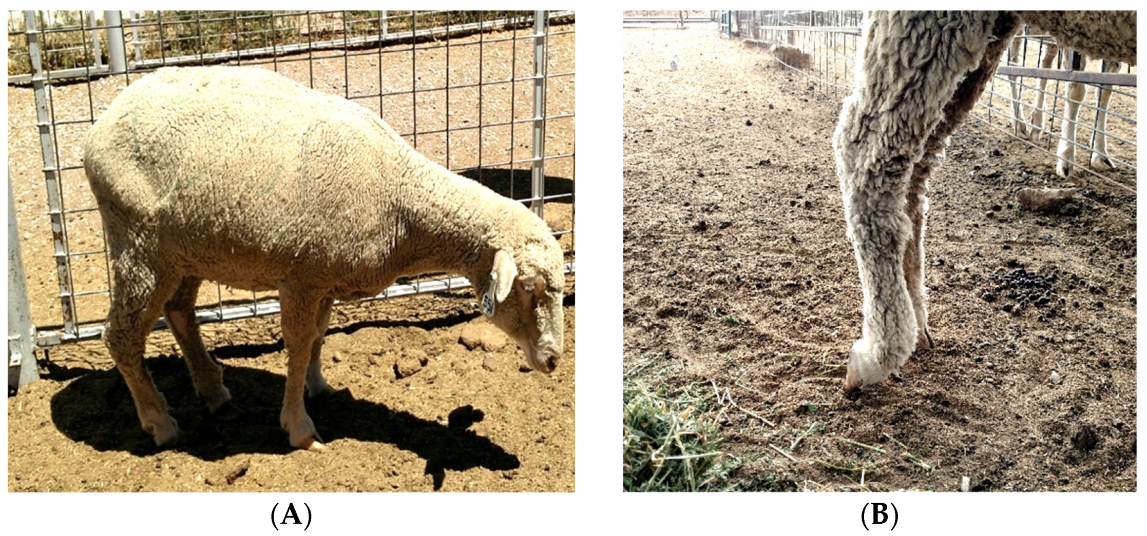 Animals 12 00266 g001 550