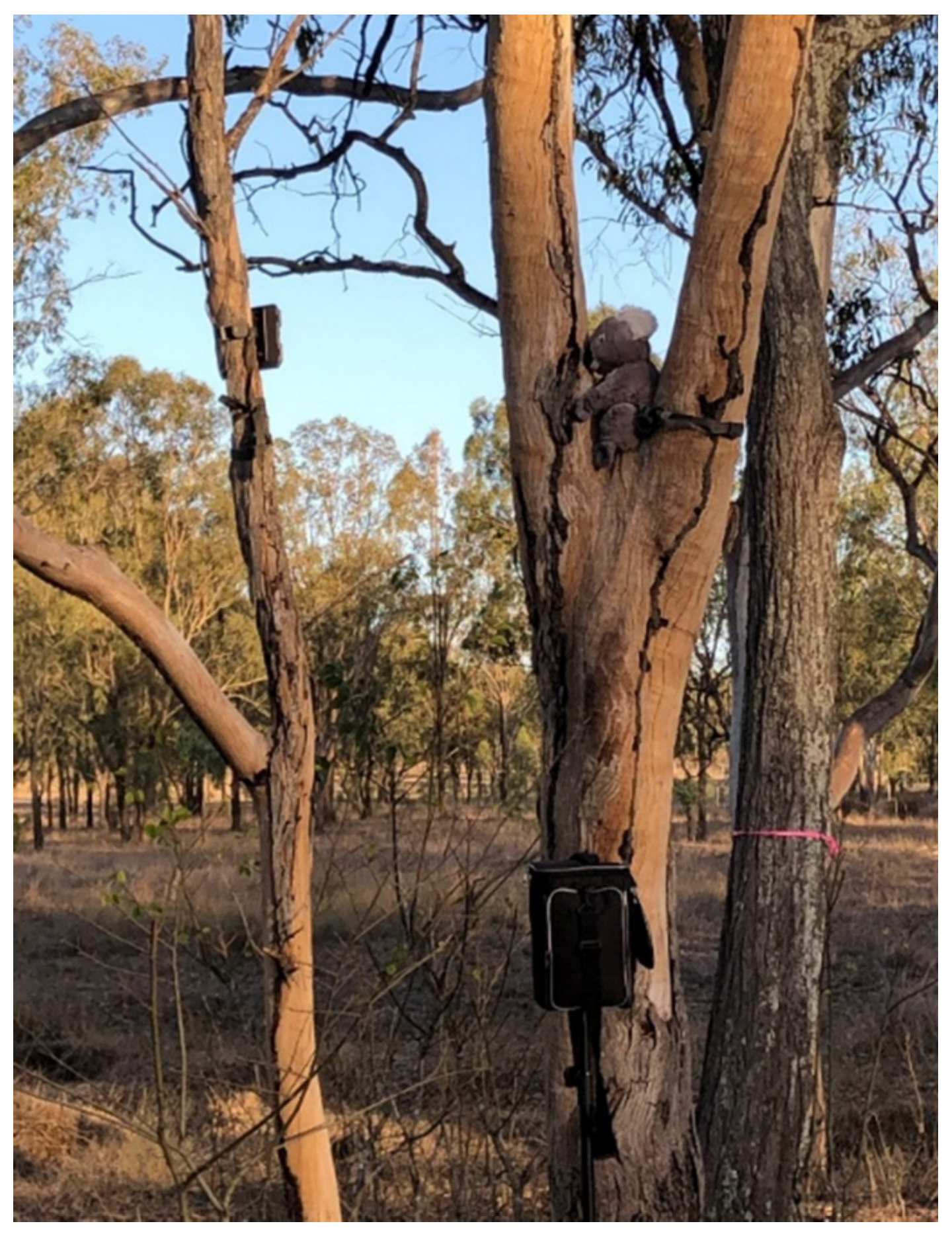 Animals 12 00287 g004 Animals 12 00287 g004