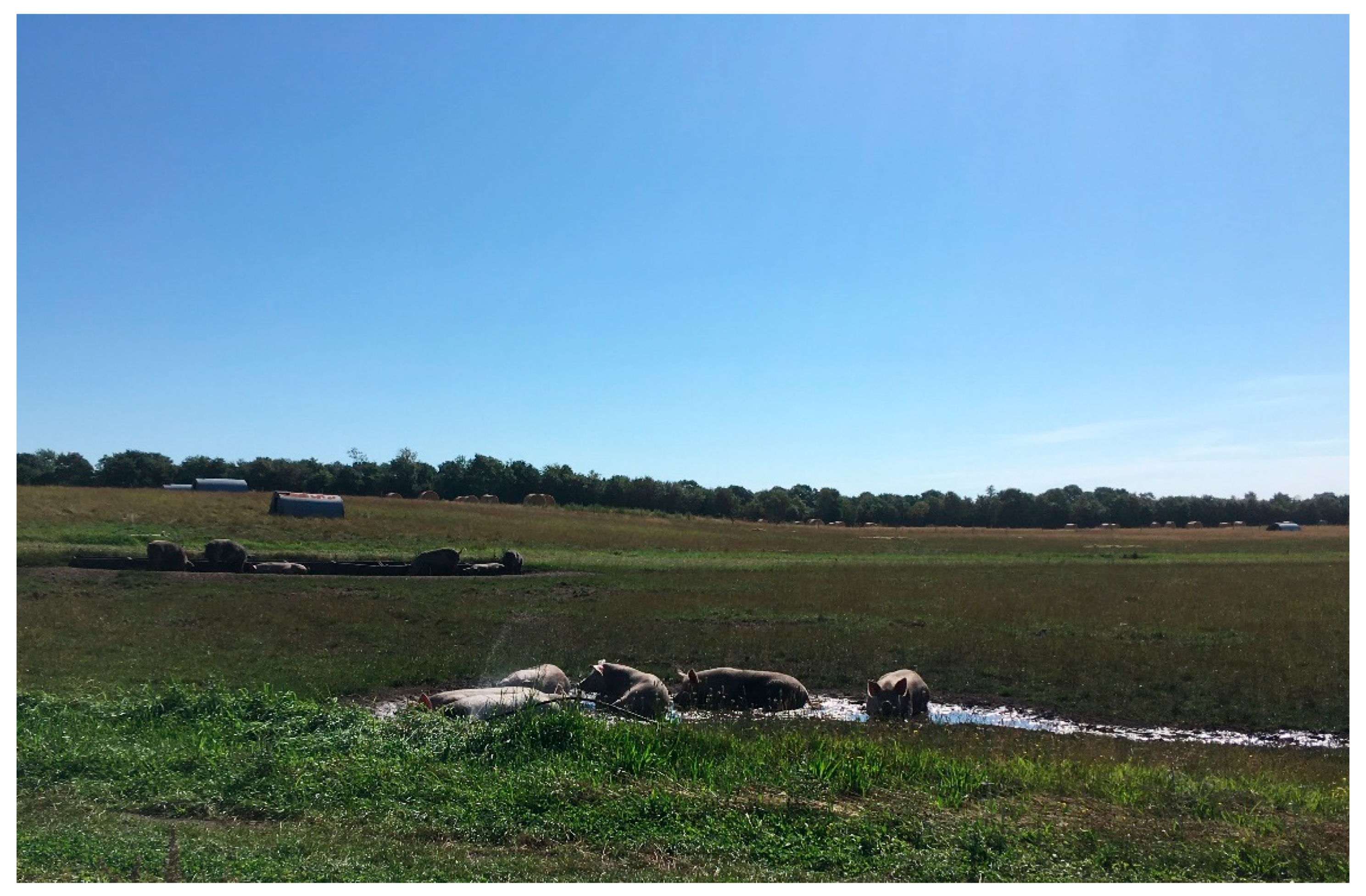 Animals | Free Full-Text | Vitamin D Levels in Sows from Five Danish Outdoor Herds Animals | Free Full-Text | Vitamin D Levels in Sows from Five Danish Outdoor Herds
