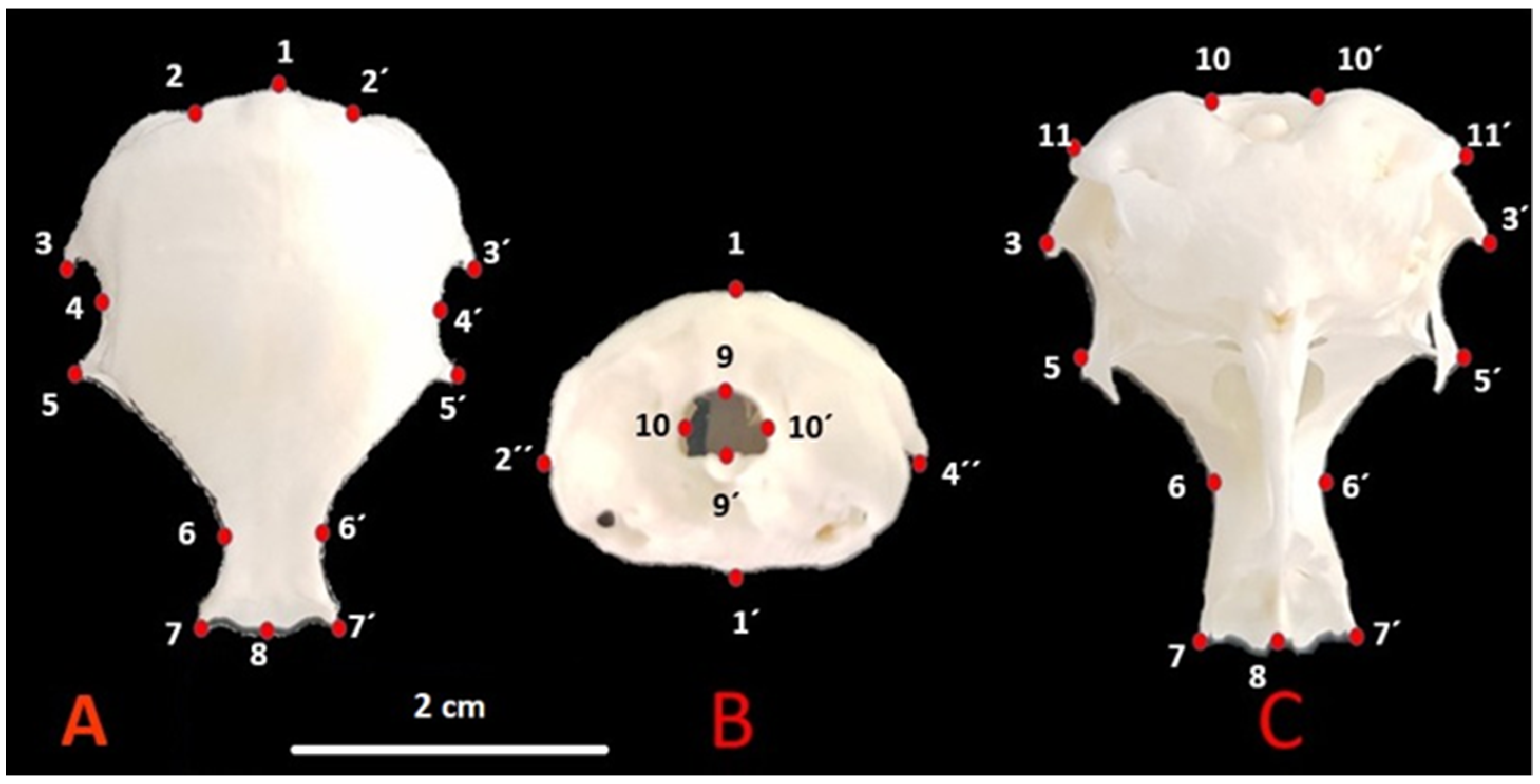 Animals | Free Full-Text | Sex Determination in Japanese Quails (Coturnix  japonica) Using Geometric Morphometrics of the Skull