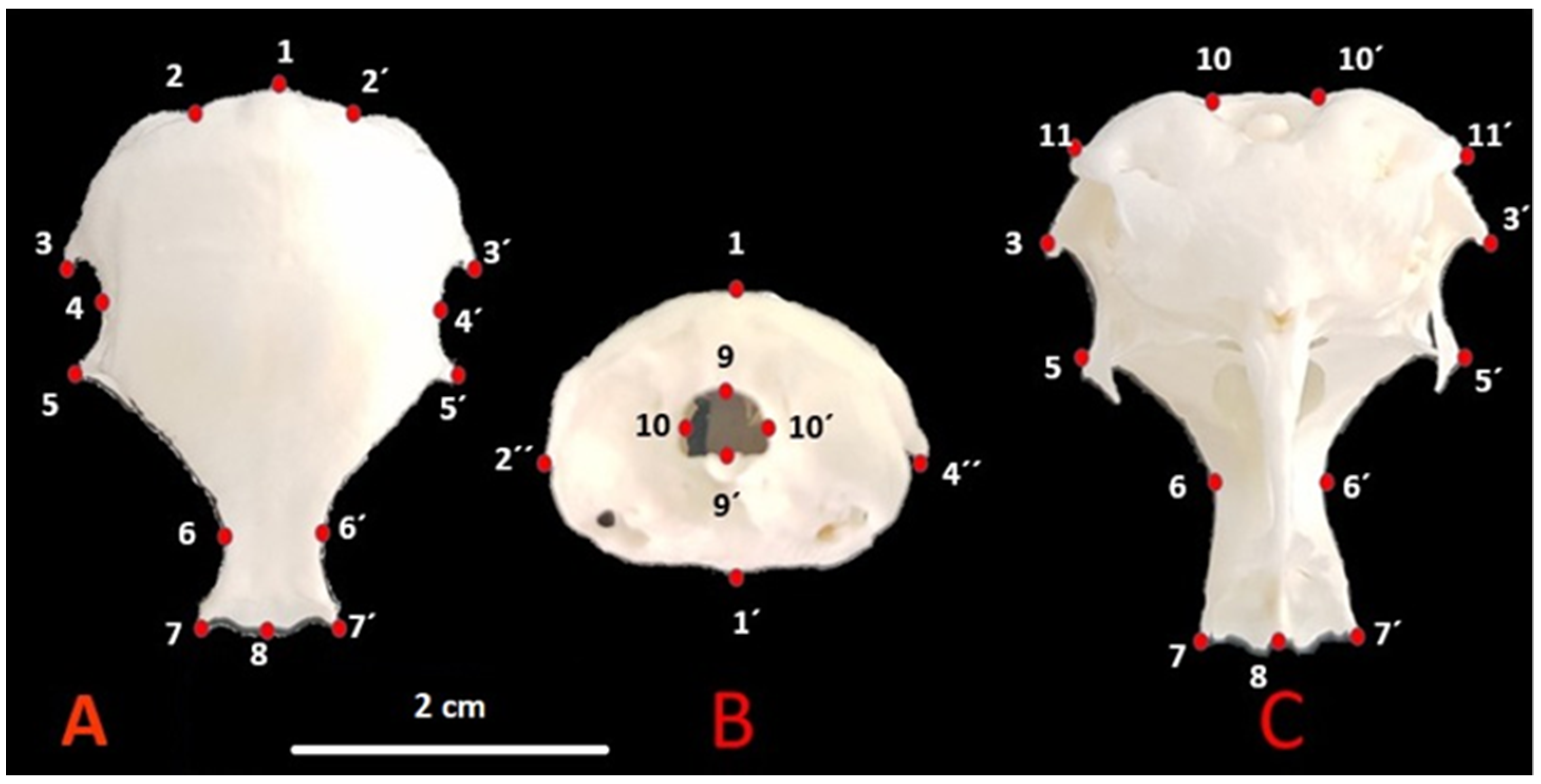 Ww Com Sex Vidio - Animals | Free Full-Text | Sex Determination in Japanese Quails (Coturnix  japonica) Using Geometric Morphometrics of the Skull