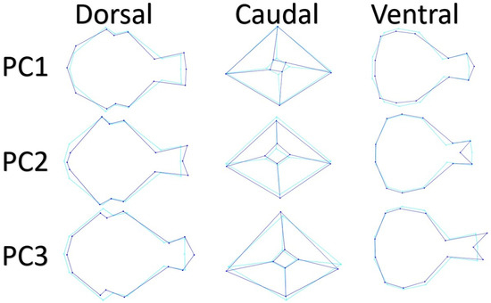 Animals Free Full-Text Sex Determination in Japanese Quails (Coturnix japonica) Using Geometric Morphometrics of the Skull image